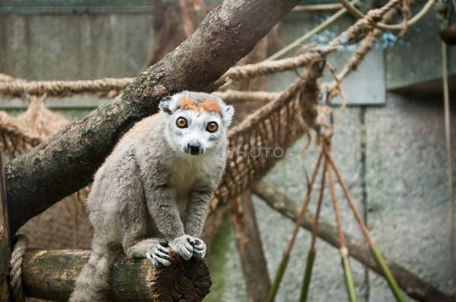 lemur by NeydtStock