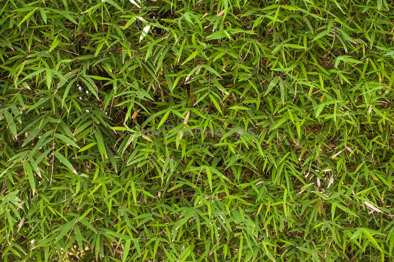 bamboo leaves background