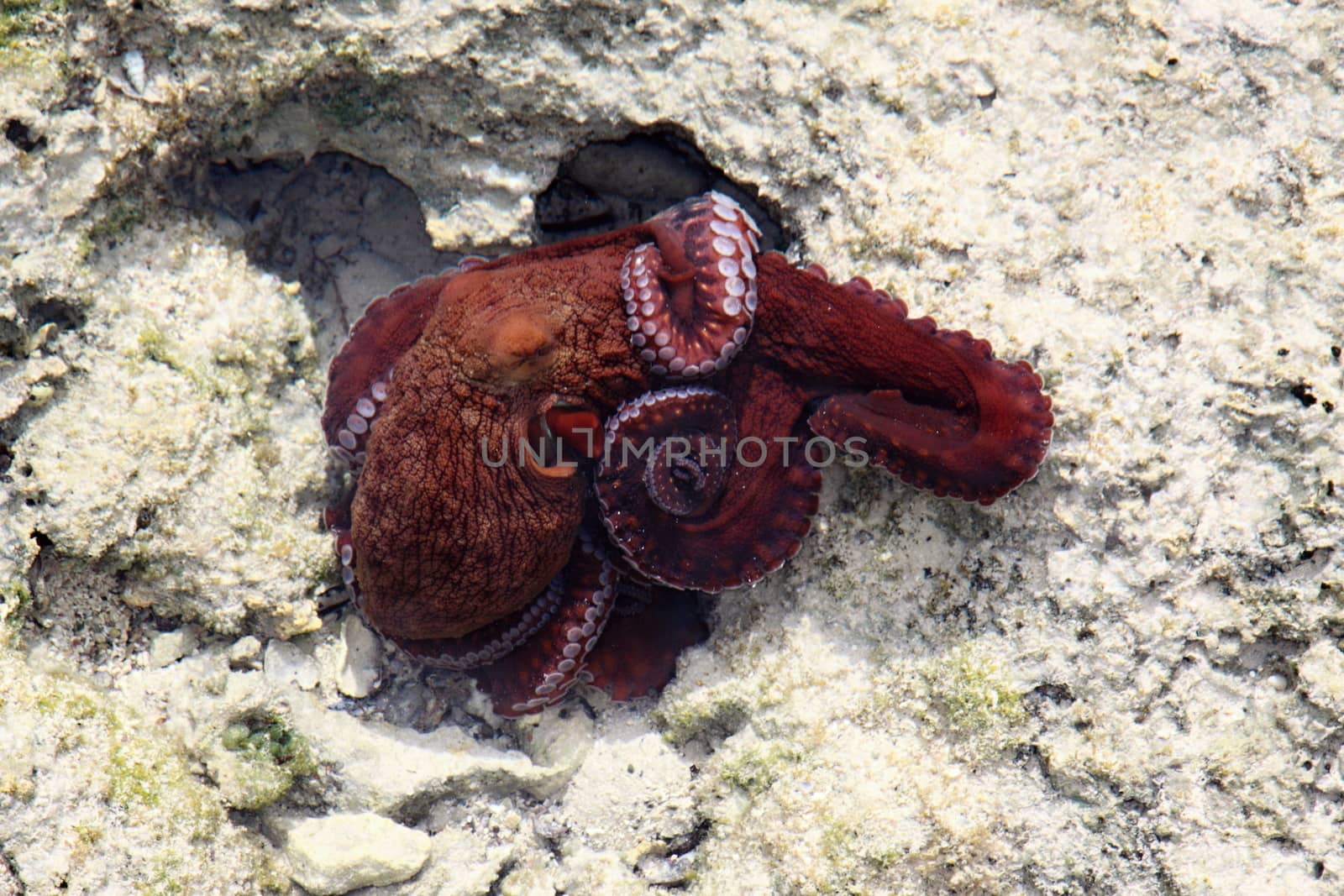 Red octopus in Red sea in coral reef
