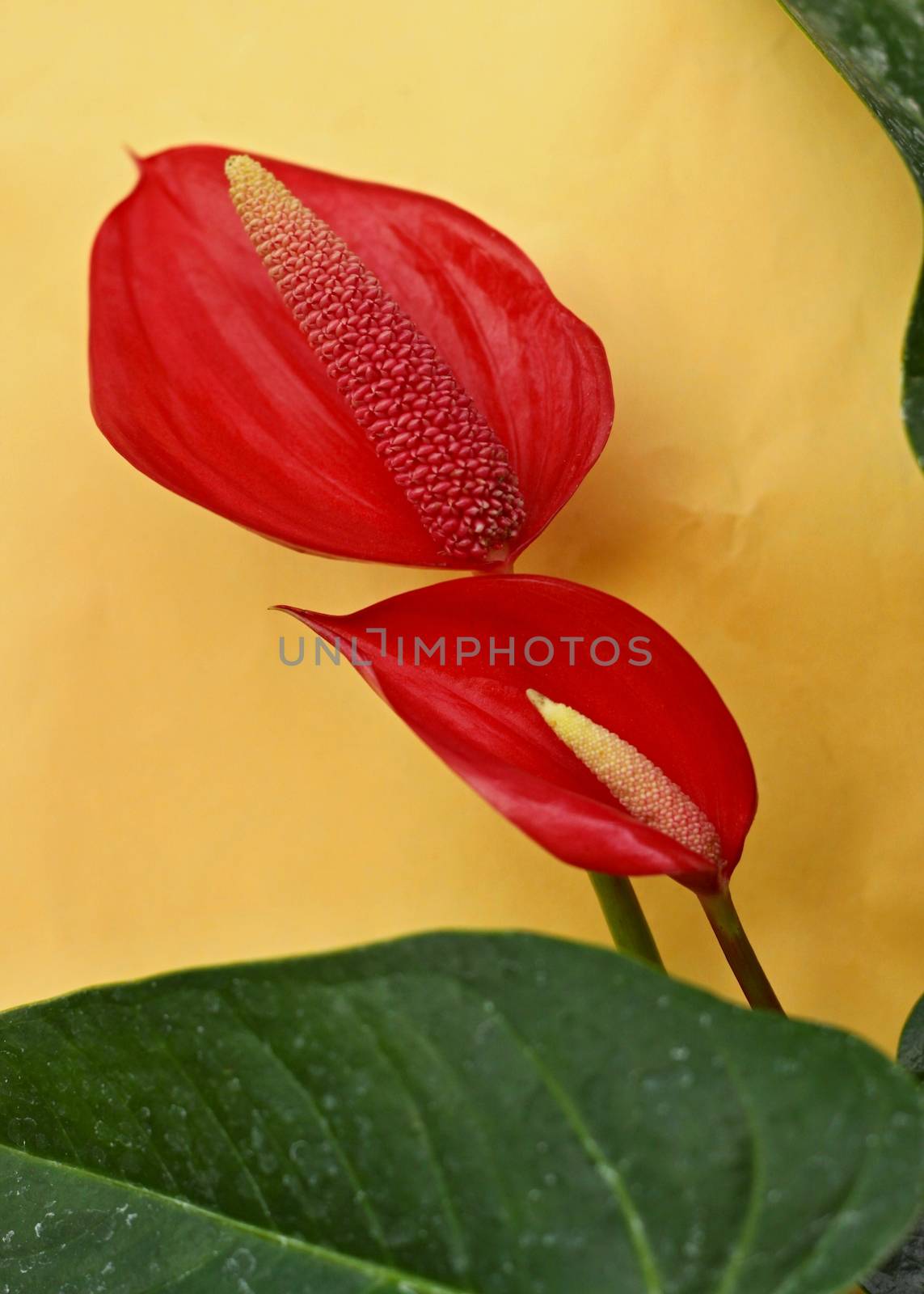 Anthurium. Flamingo flowers 