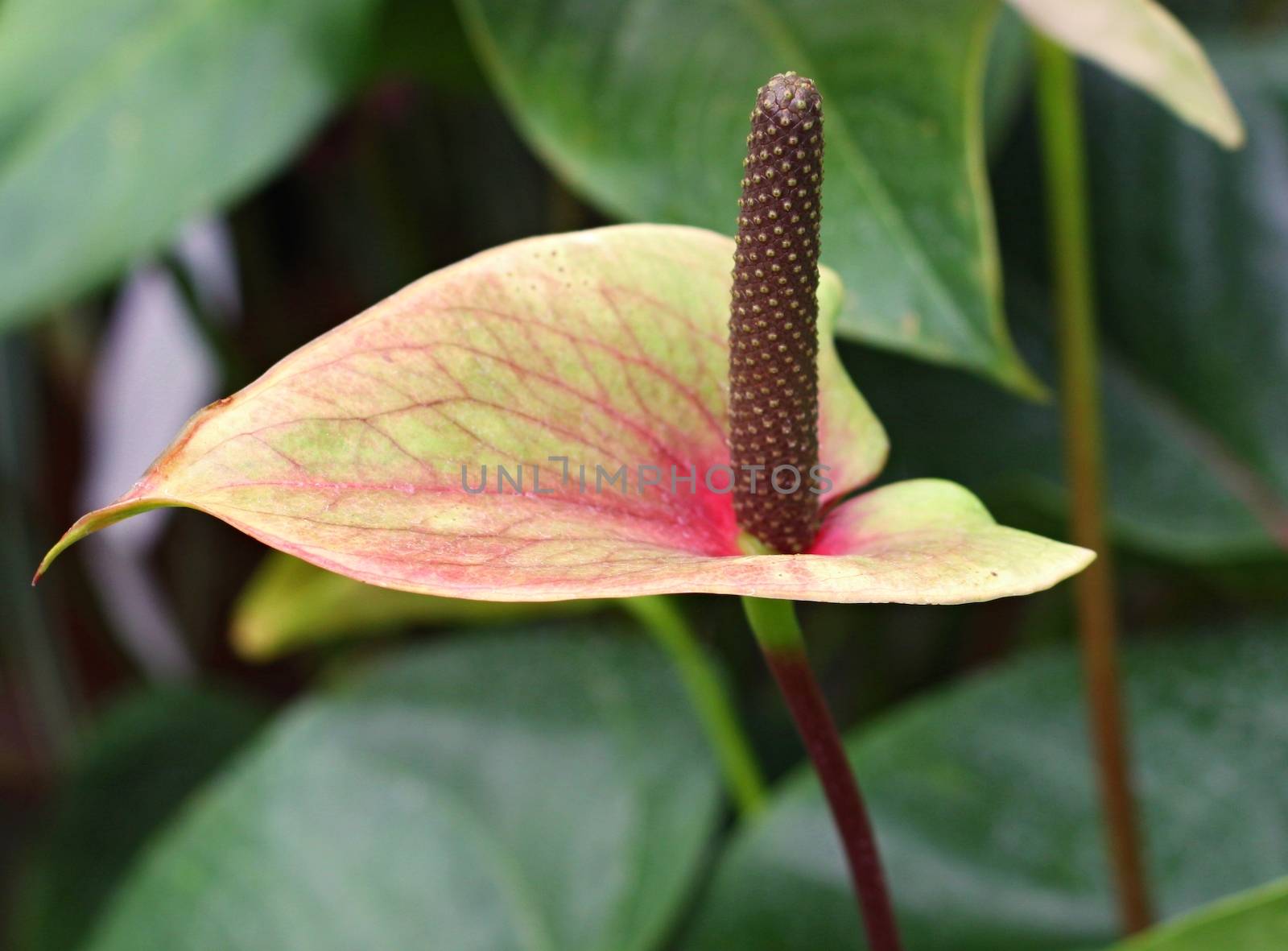 Anthurium. Flamingo flowers 