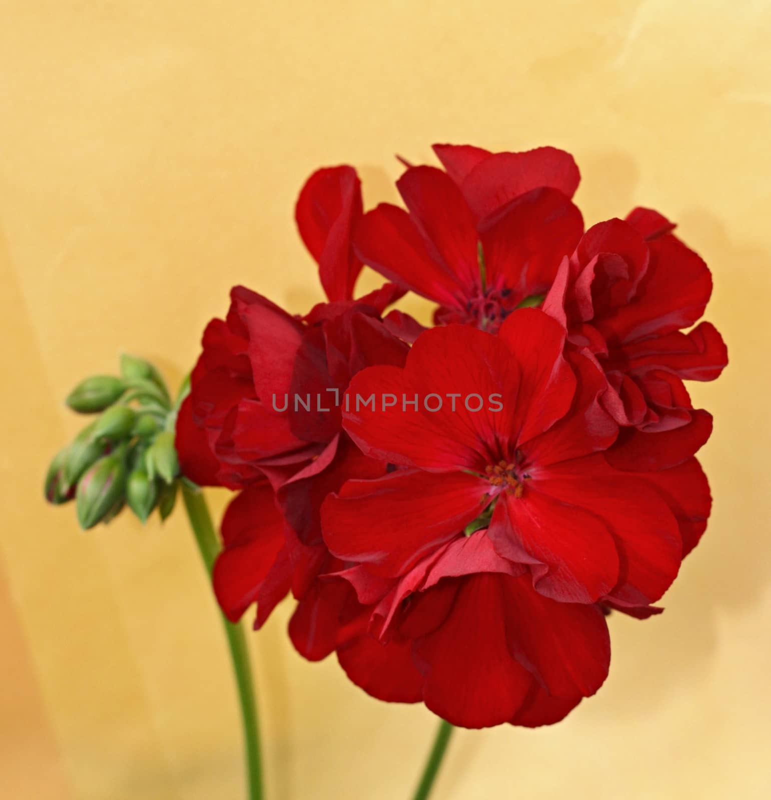 Red pelargonium (pelargonium hortorum) on a yellow background