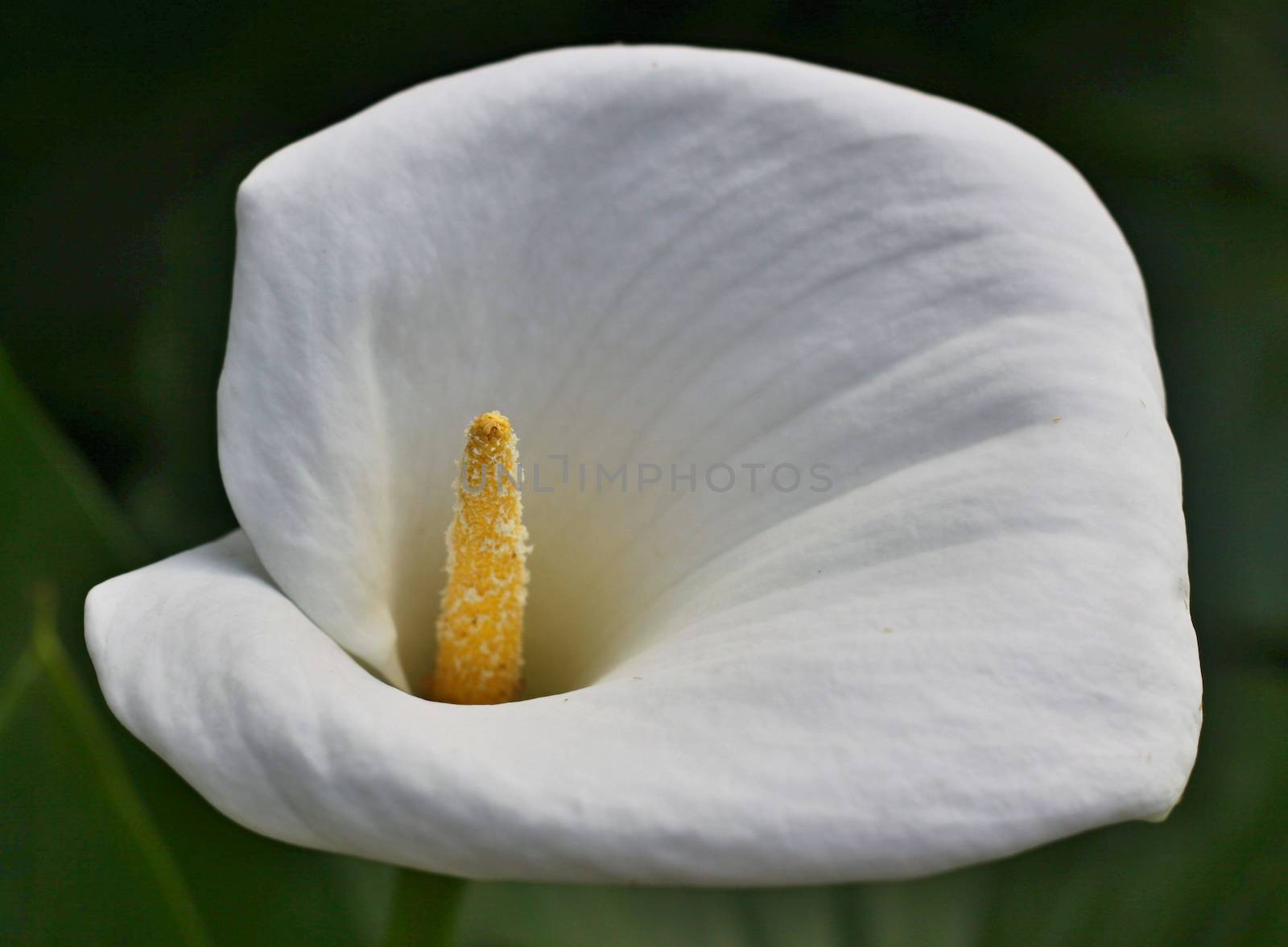 Anthurium. Flamingo flowers 