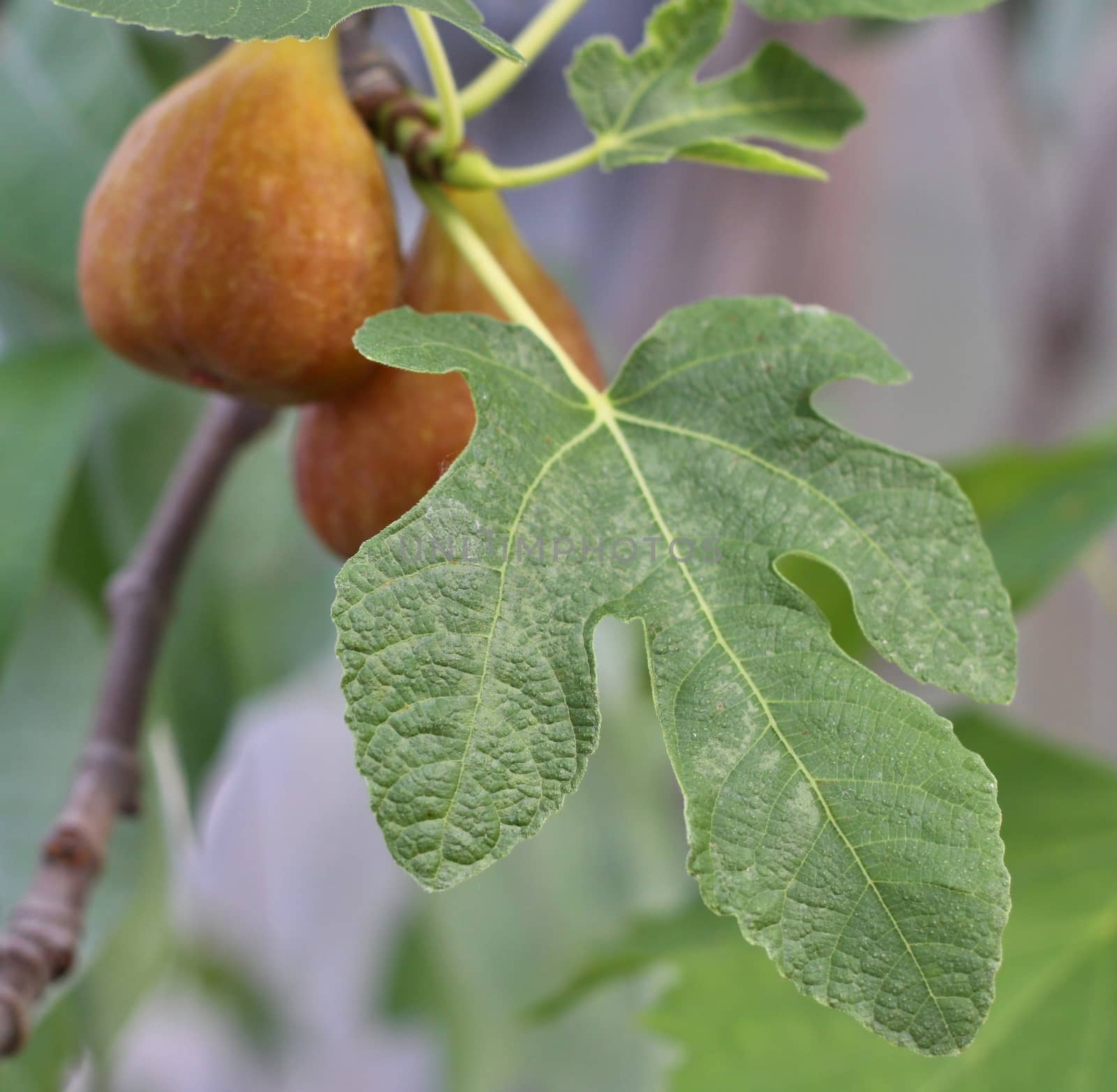 figs on the tree,figs  with leaves 