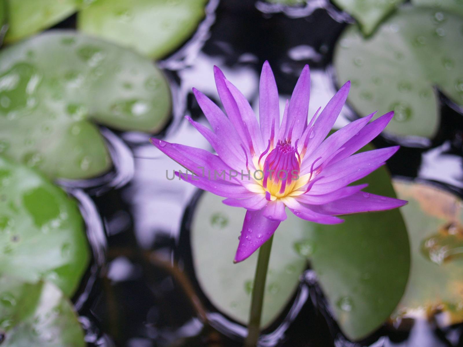 Lotus flower by armtrialversion