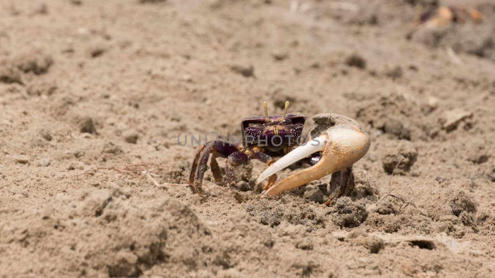 Fiddler crab in the sand by derejeb