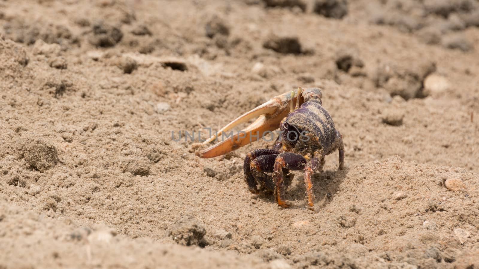 Fiddler crab in the sand by derejeb