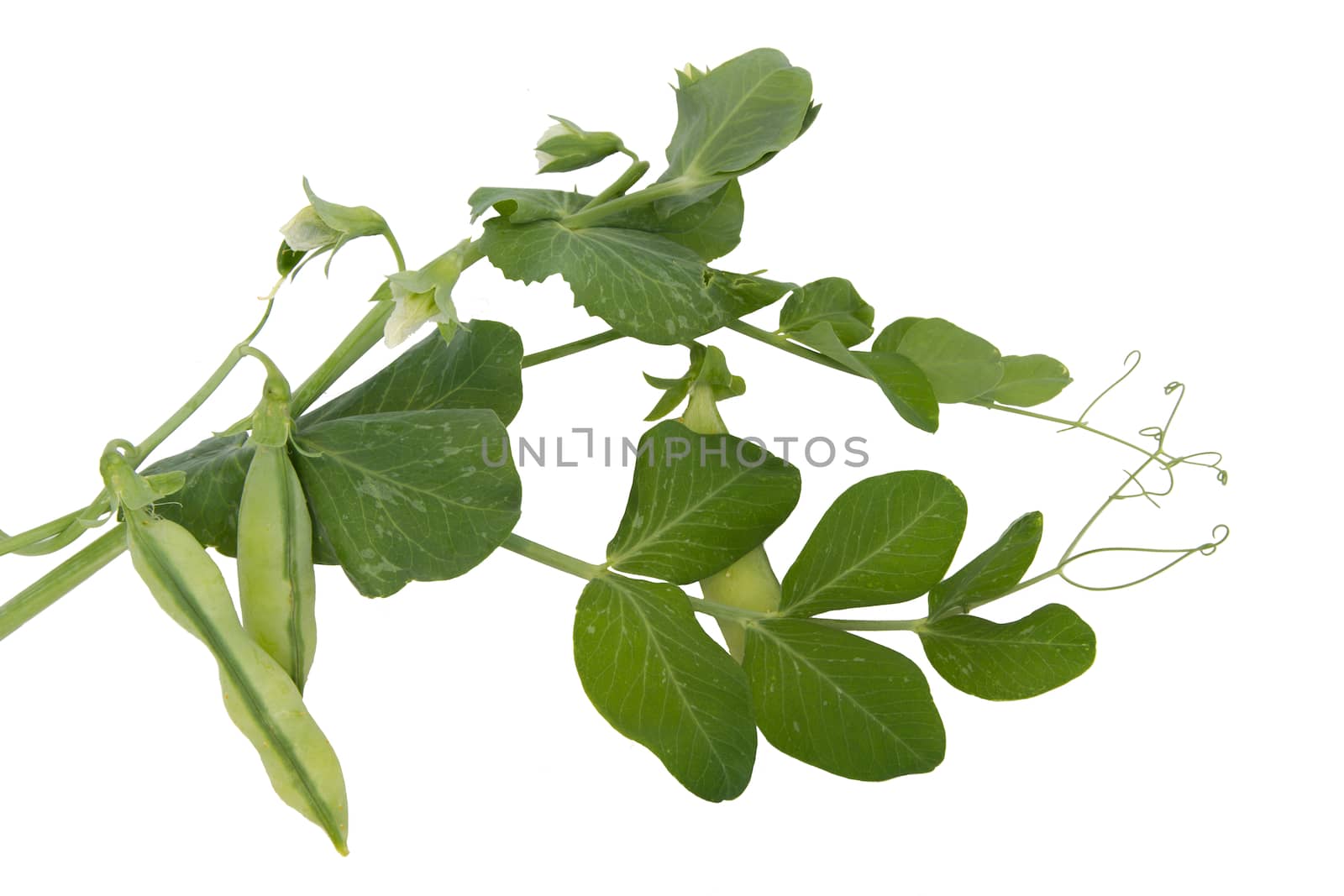 Green pea pods plant isolated on white
