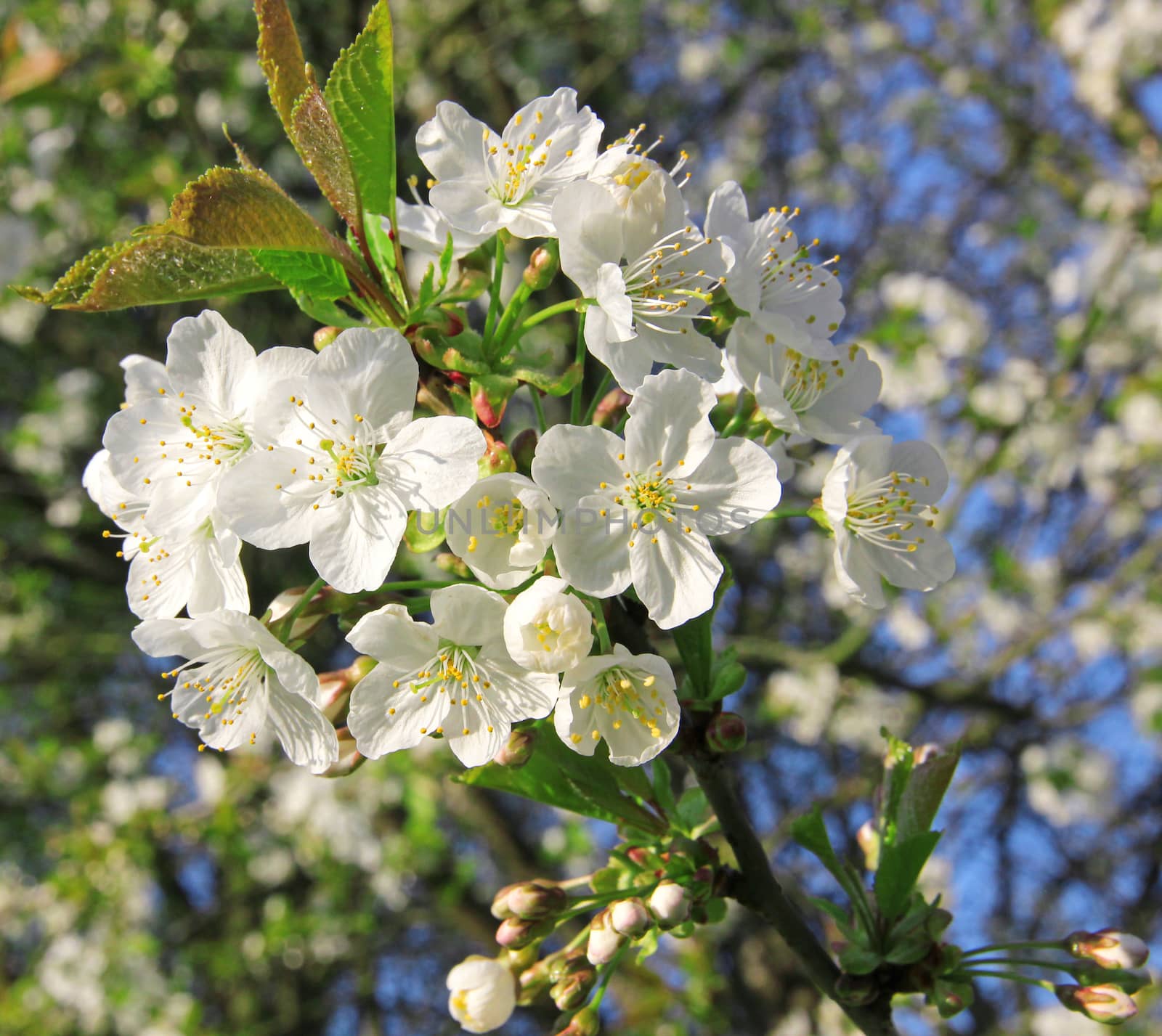 Cherry blossoms in spring can use as background 