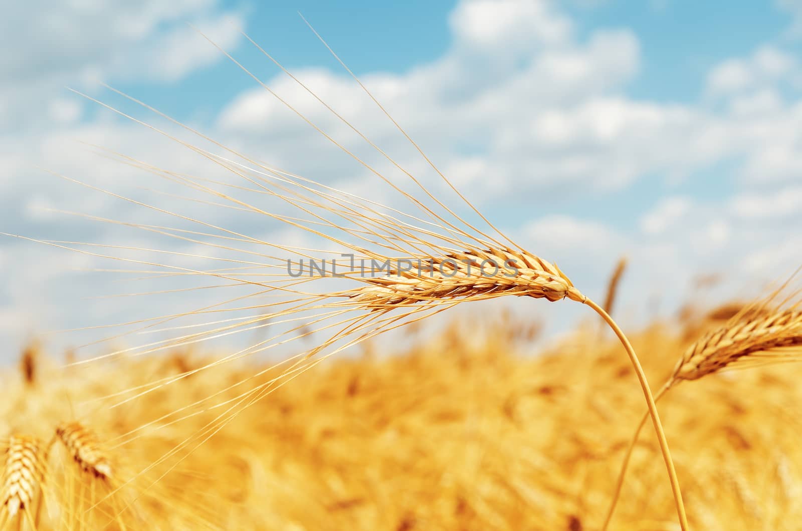 ripe ear of wheat on field by mycola