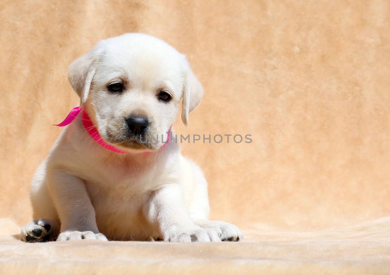yellow labrador puppy sitting on yellow background close up