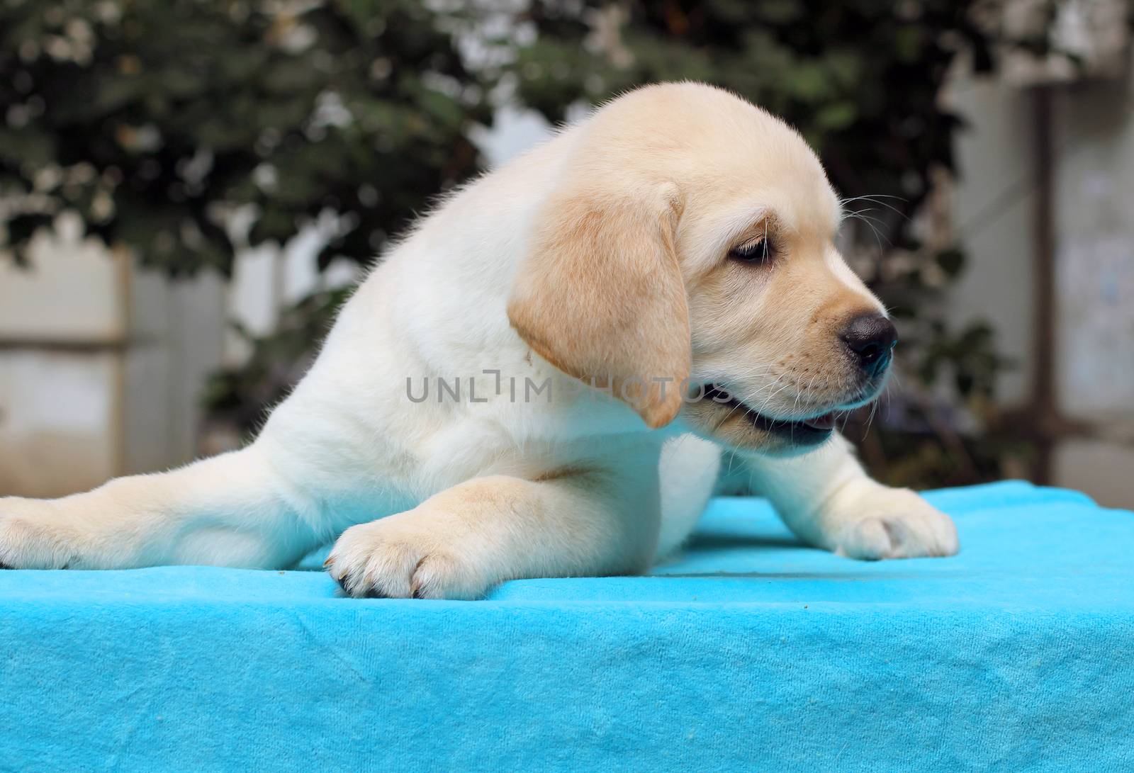 happy yellow labrador puppy laying on blue background