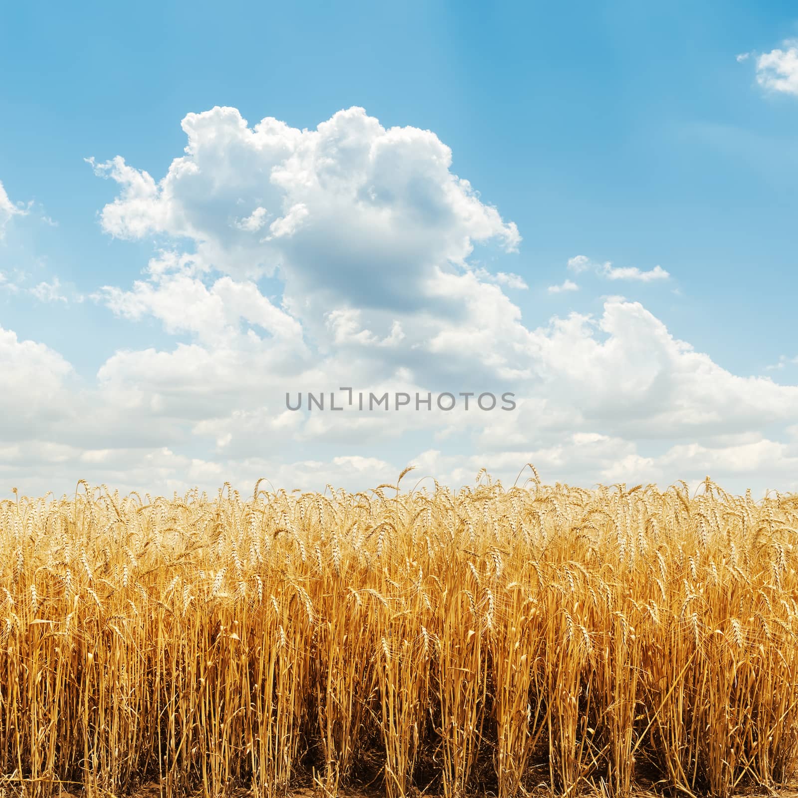 golden harvest field and cloudy sky by mycola