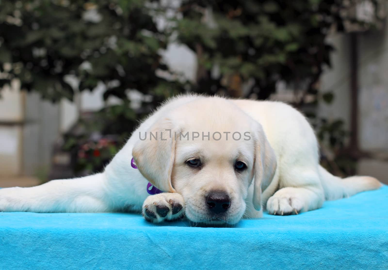 nice happy yellow labrador puppy laying on blue background