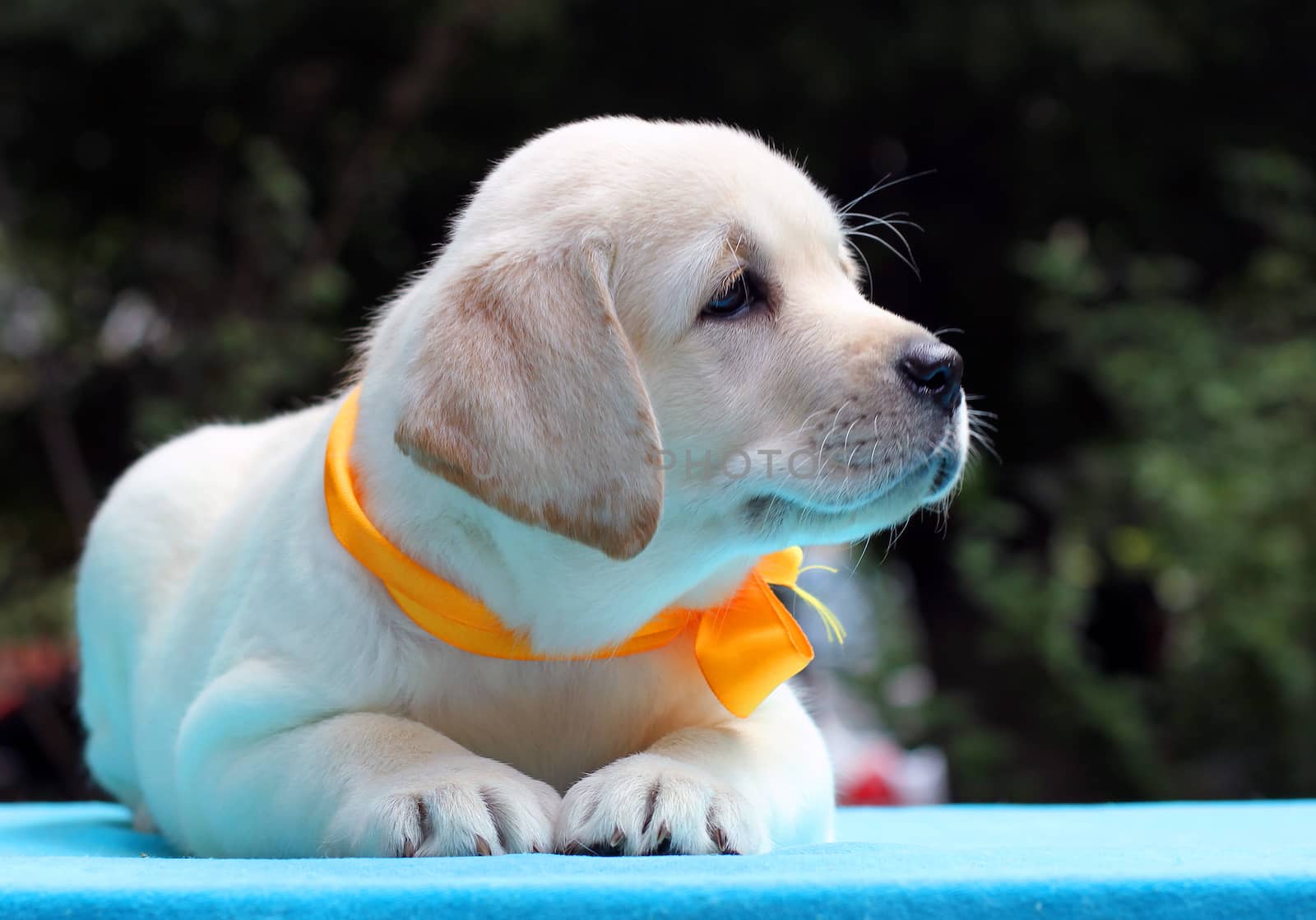 nice happy yellow labrador puppy laying on blue table