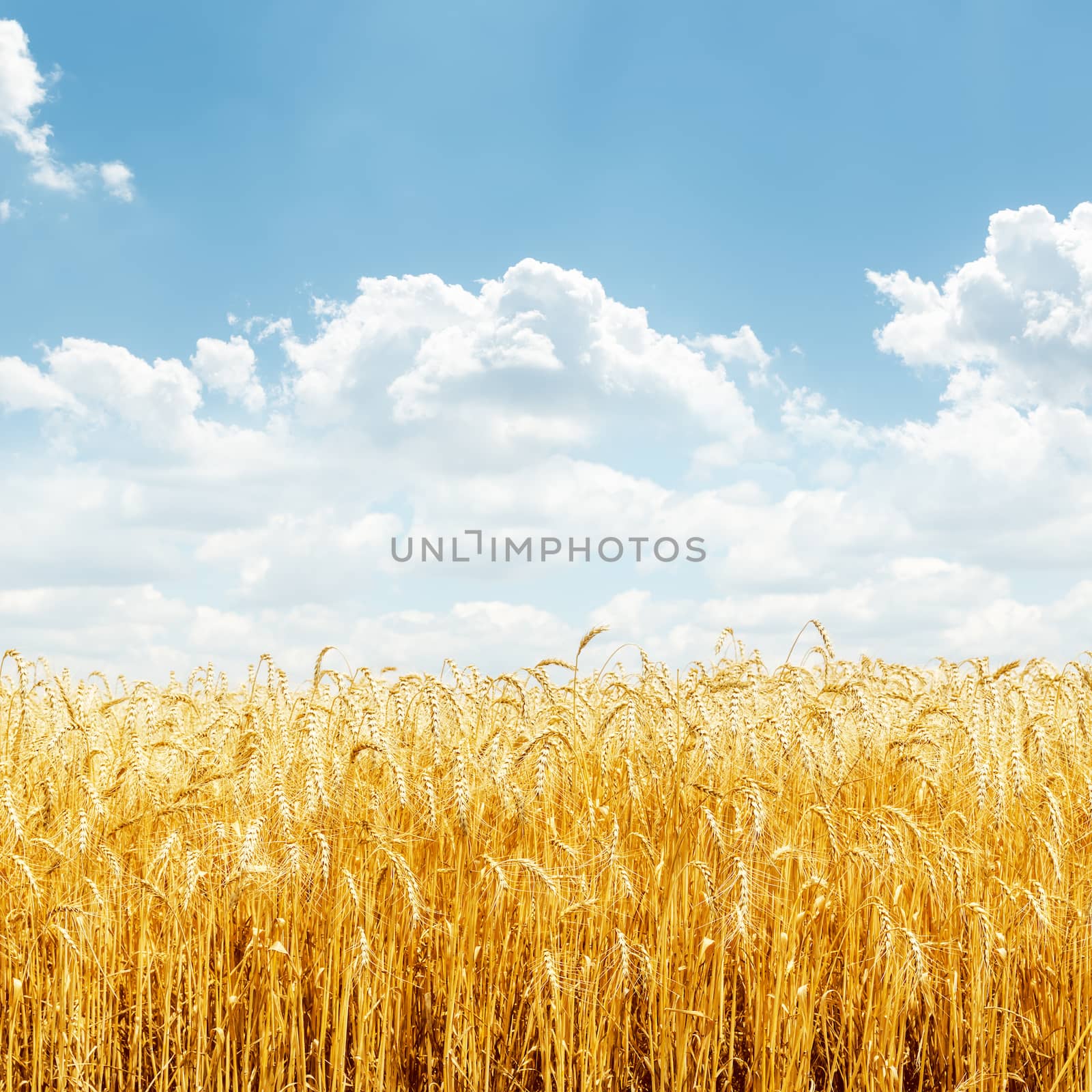 golden wheat on field and blue sky with clouds by mycola