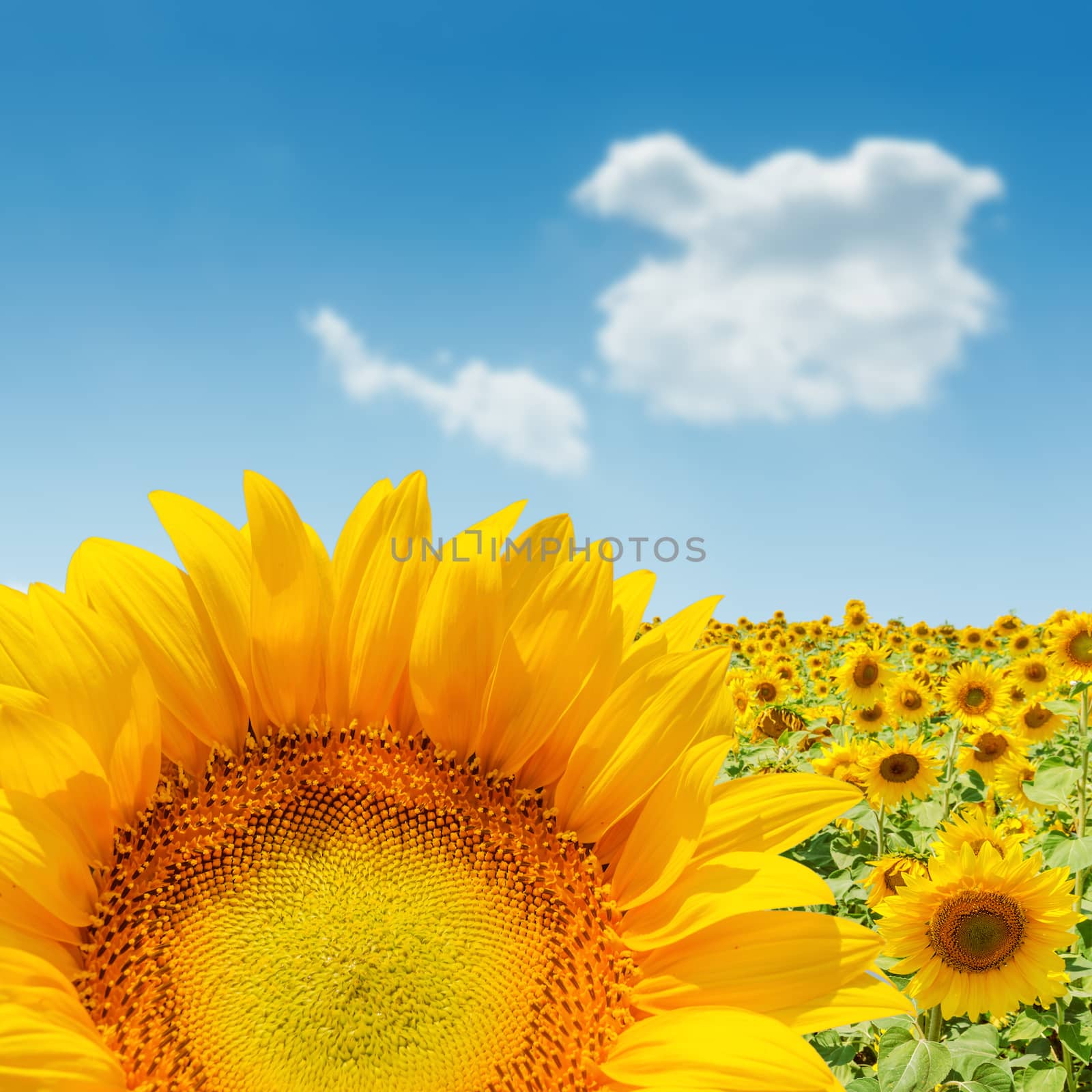 sunflower closeup on field. soft focus