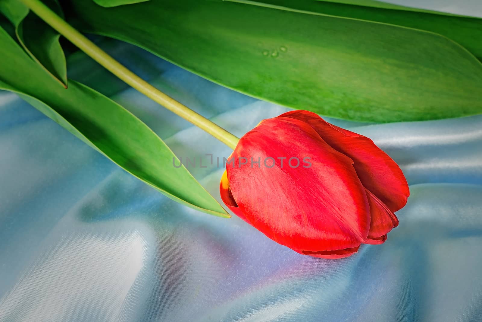 One big beautiful tulip of bright red color with green leaves against blue silk