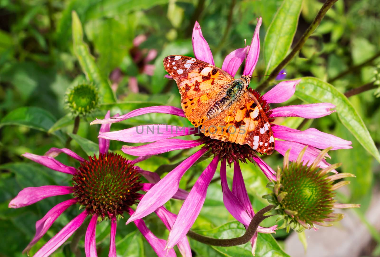 The large beautiful butterfly collects nectar from a bright pink flower ����������������.