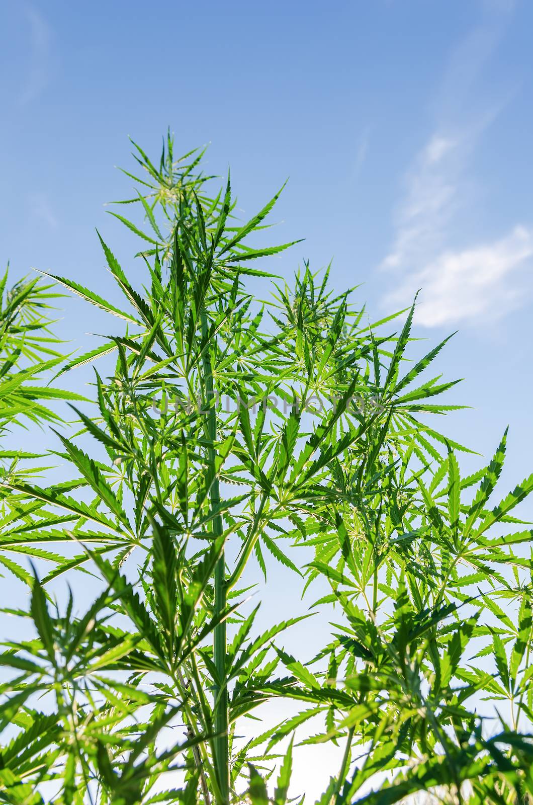 bush of marijuana under sunlight by mycola