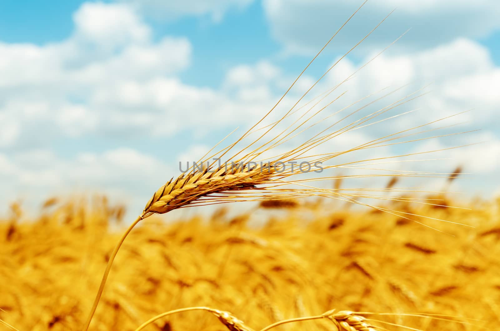 rip ear of wheat on field