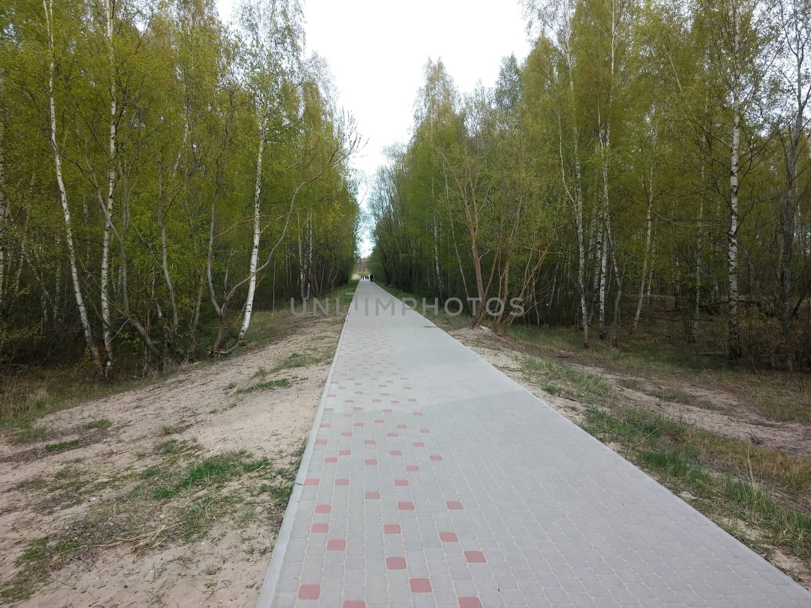 Country road running through the deciduous forest.