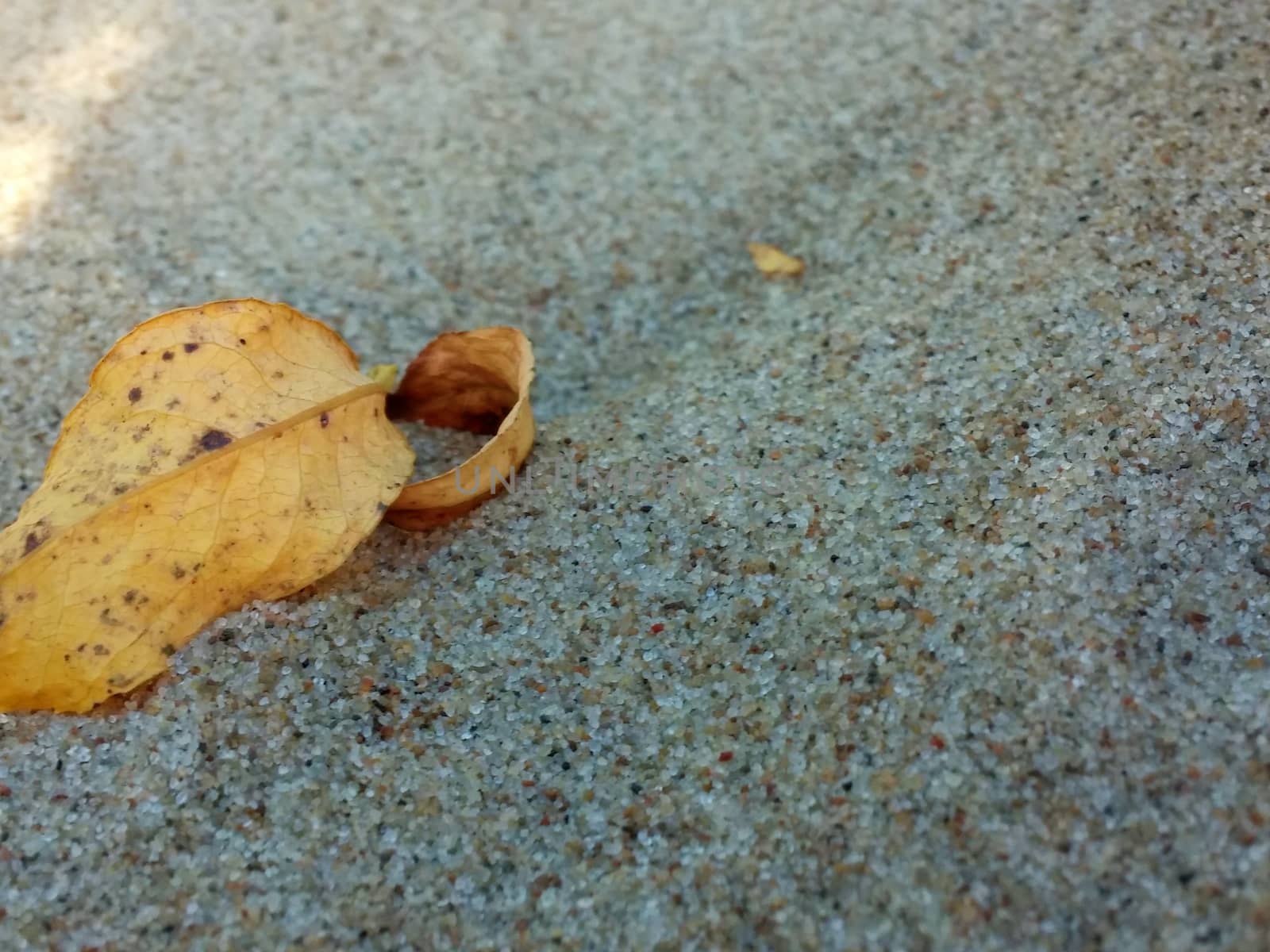 Autumn on the Baltic beach, Yellow leaf