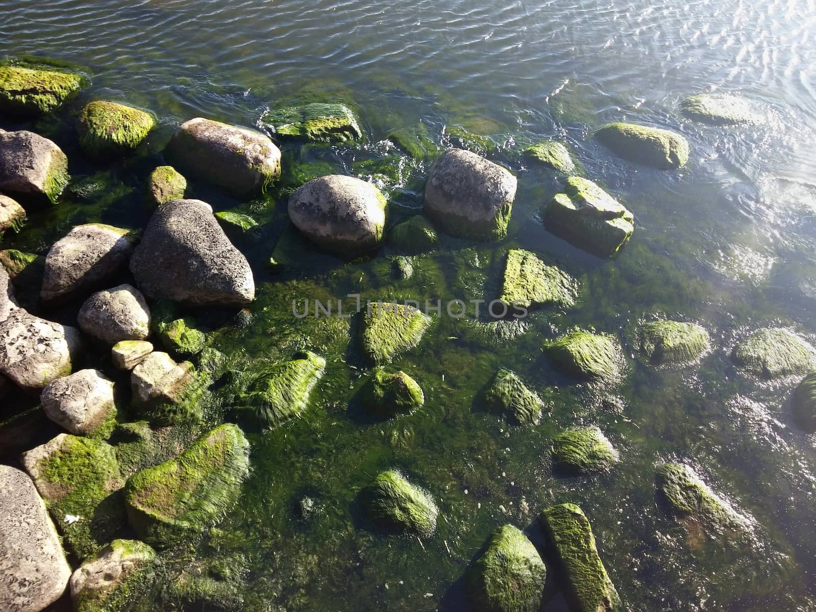 Seaweed that grows on rocks at beach