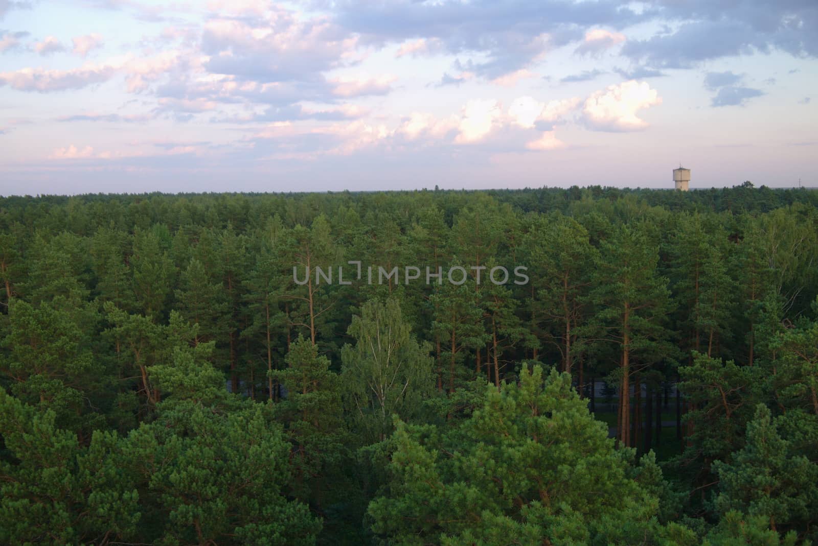 Top View of Mangrove Forest in Latvia