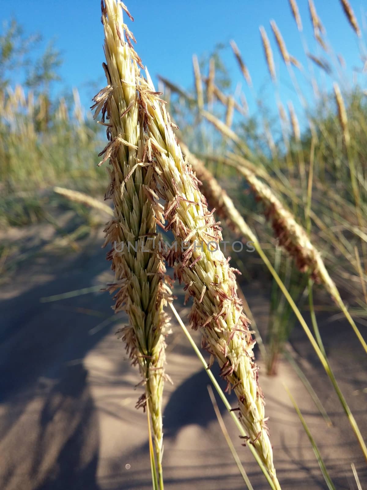 Seed grass growing on the sea beach