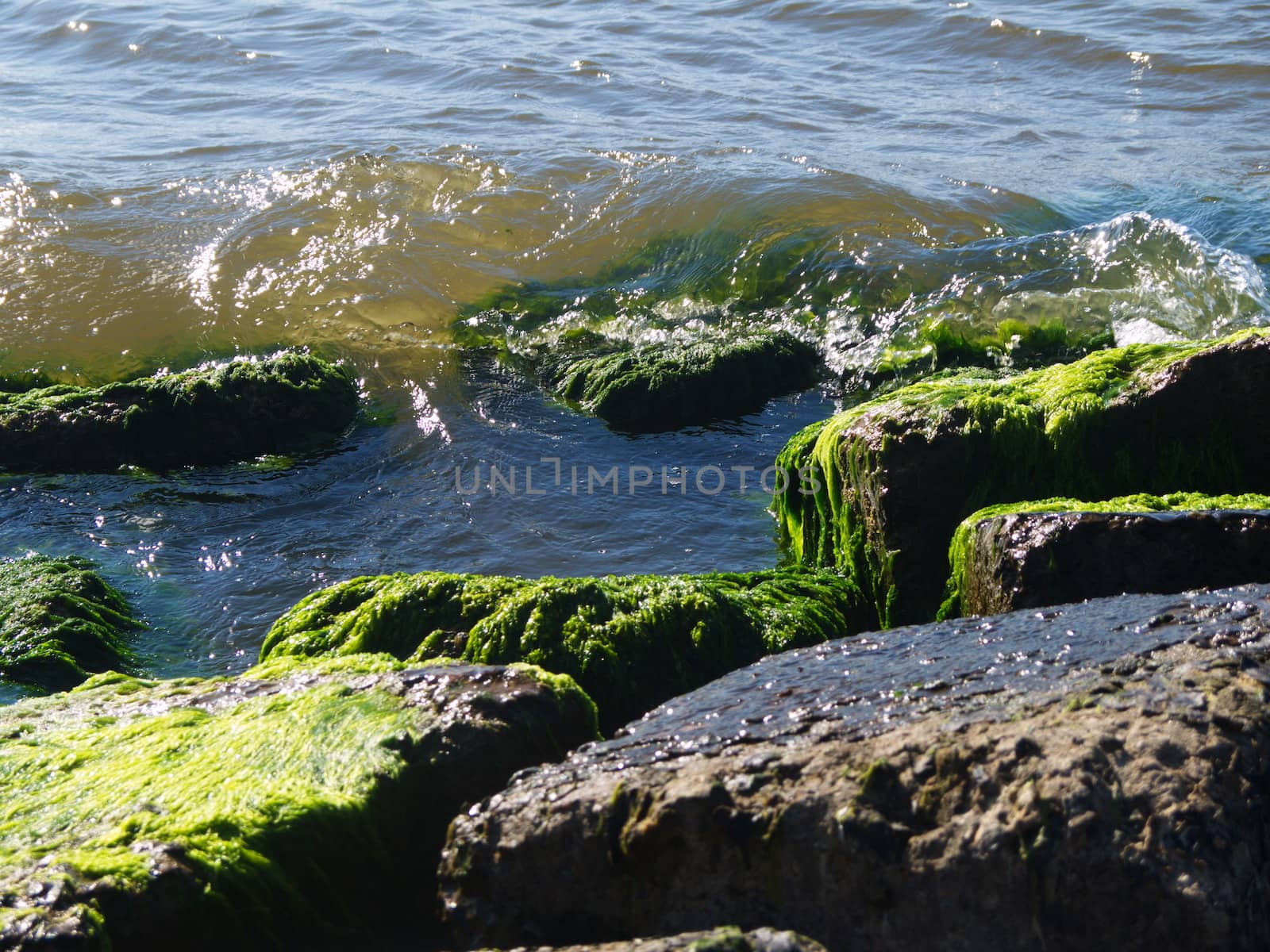 Seaweed that grows on rocks at beach