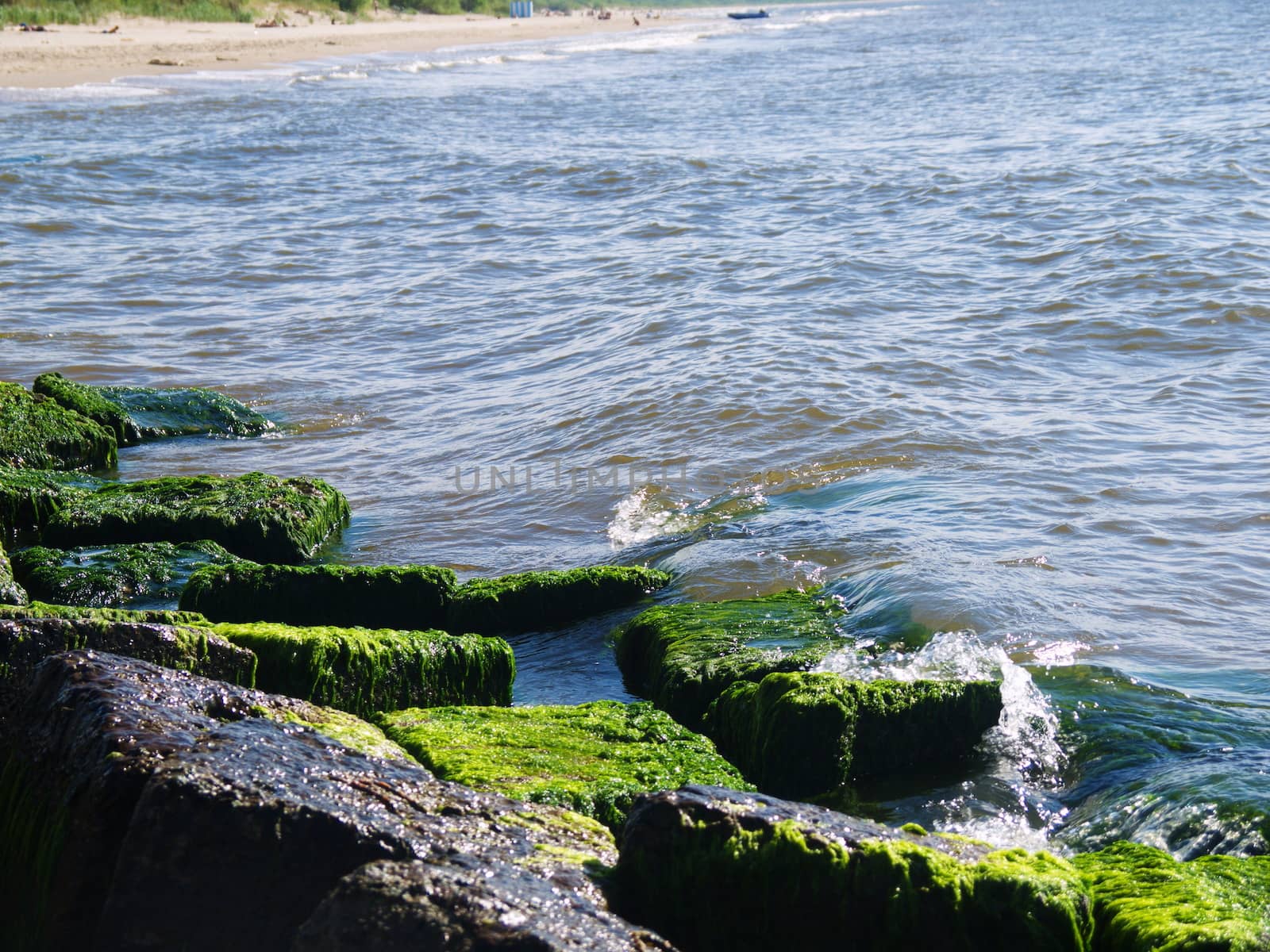 Seaweed that grows on rocks at beach