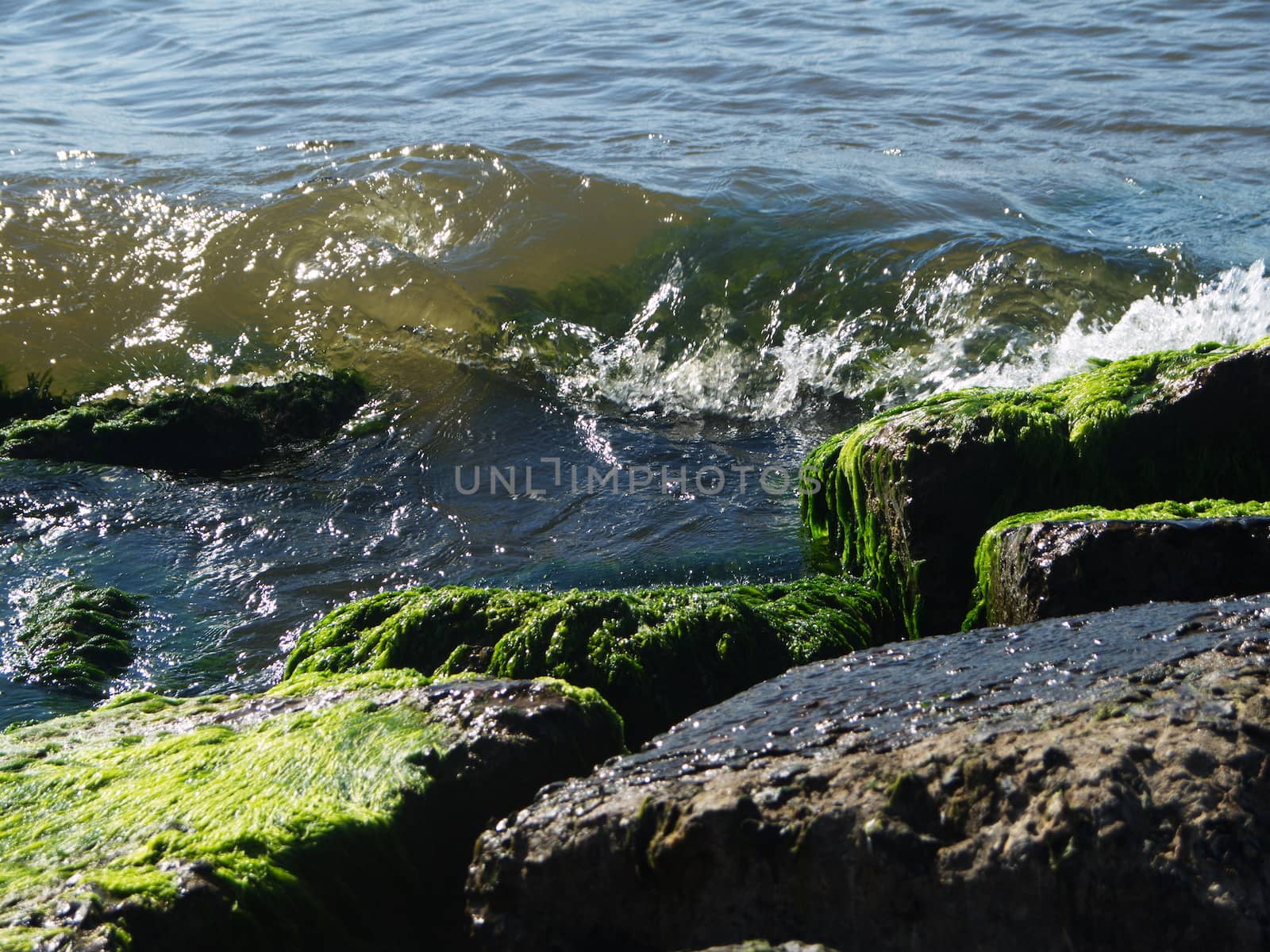 Seaweed that grows on rocks at beach