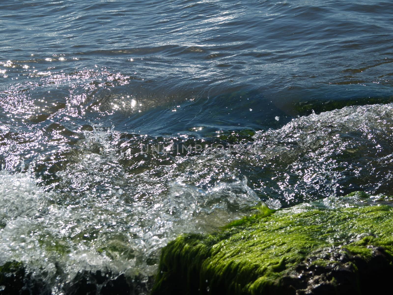 Seaweed that grows on rocks at beach