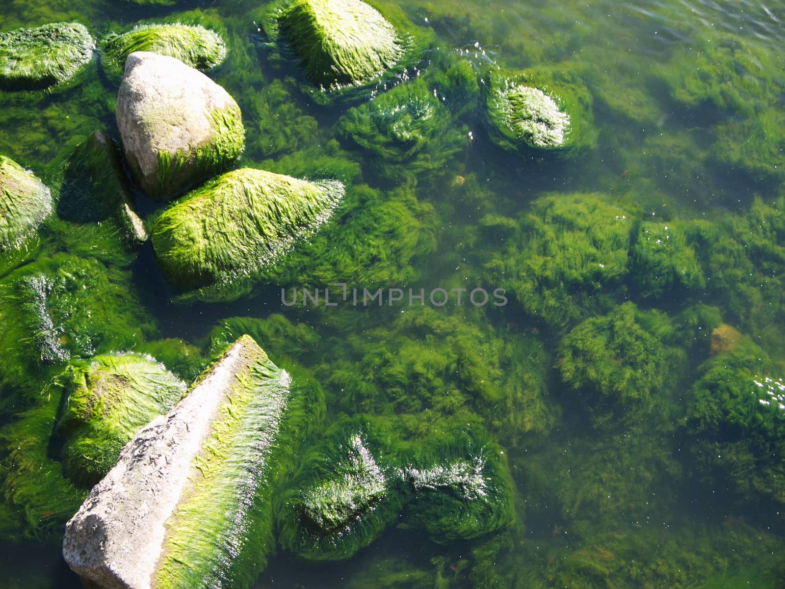 Seaweed that grows on rocks at beach