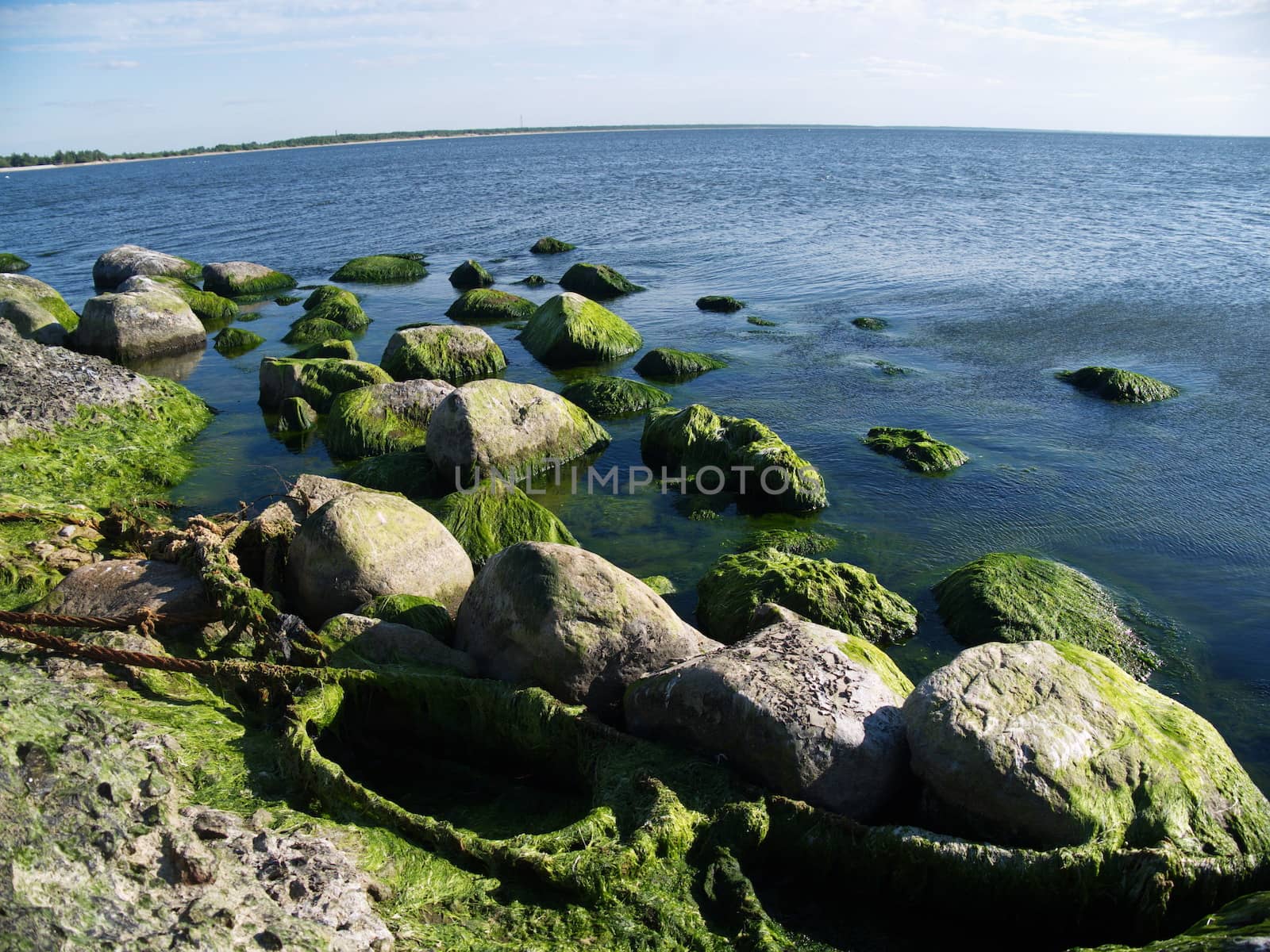 Seaweed that grows on rocks at beach