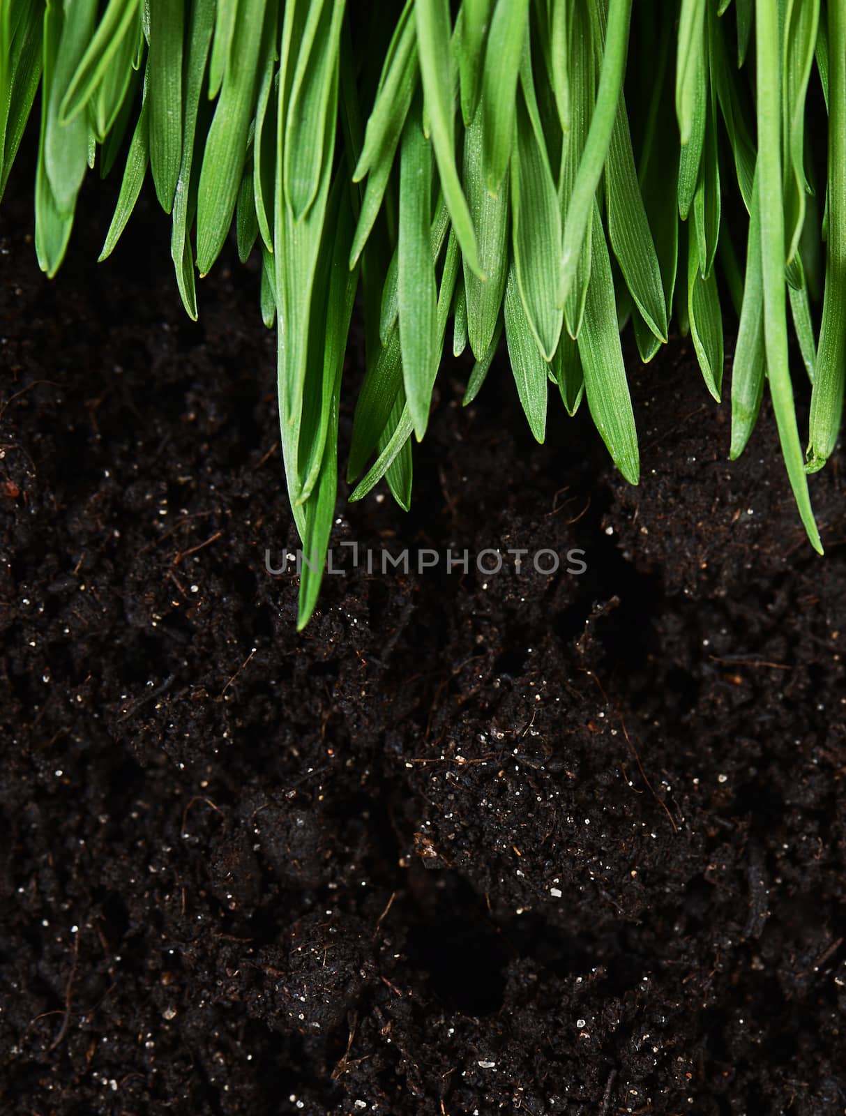 Green grass with a ground close up