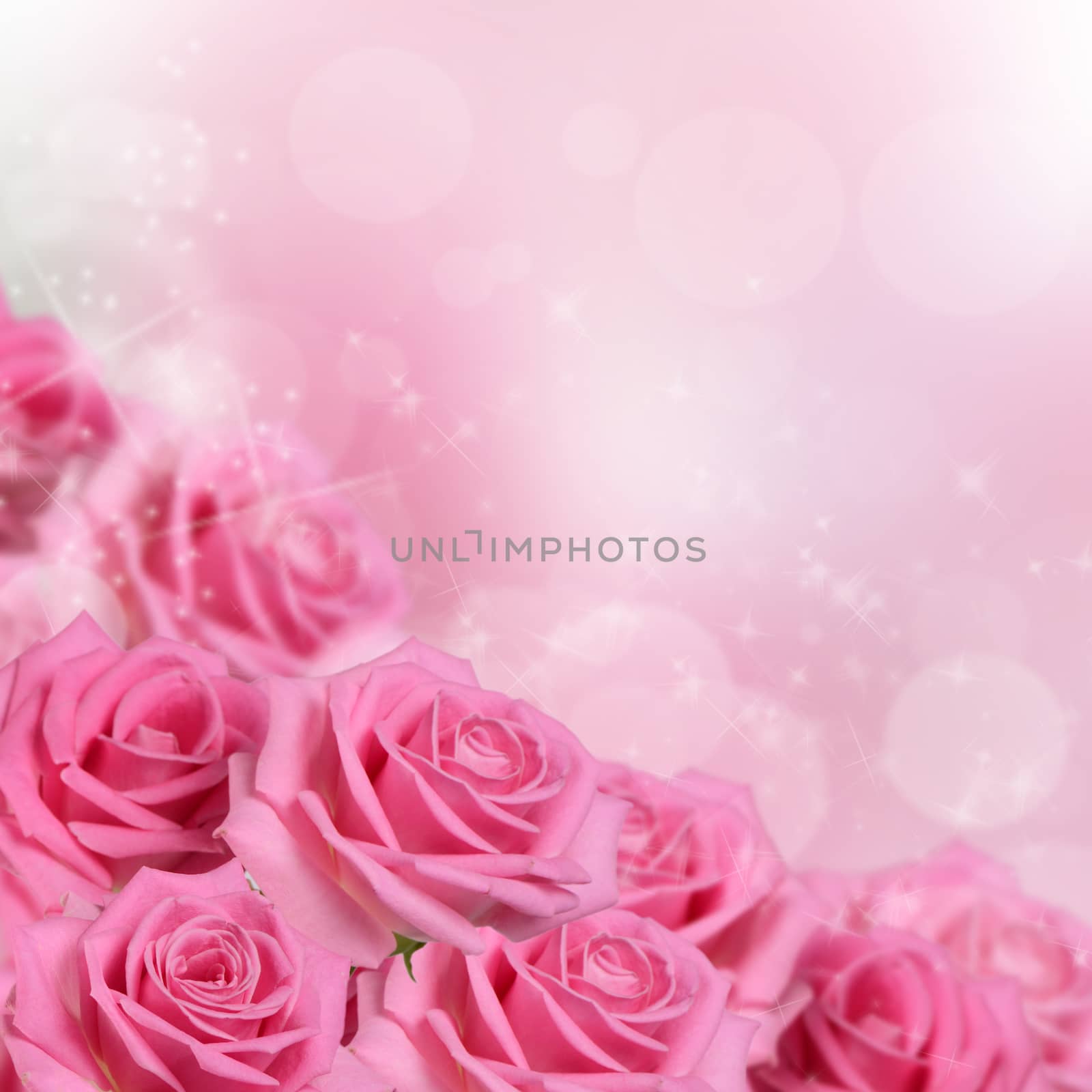 The pink beautiful rose as a background