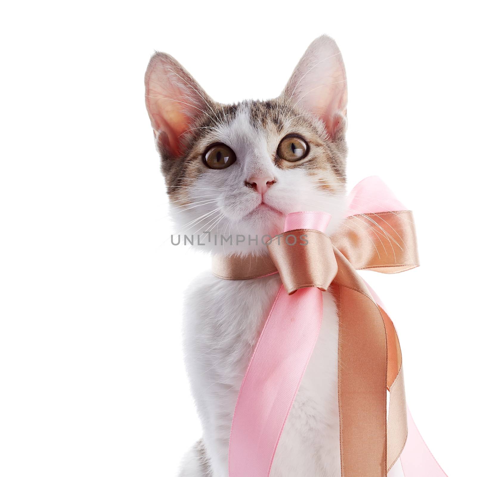 Kitten with a bow. The kitten with a tape. Multi-colored small kitten. Kitten on a white background. Small predator. Small cat.