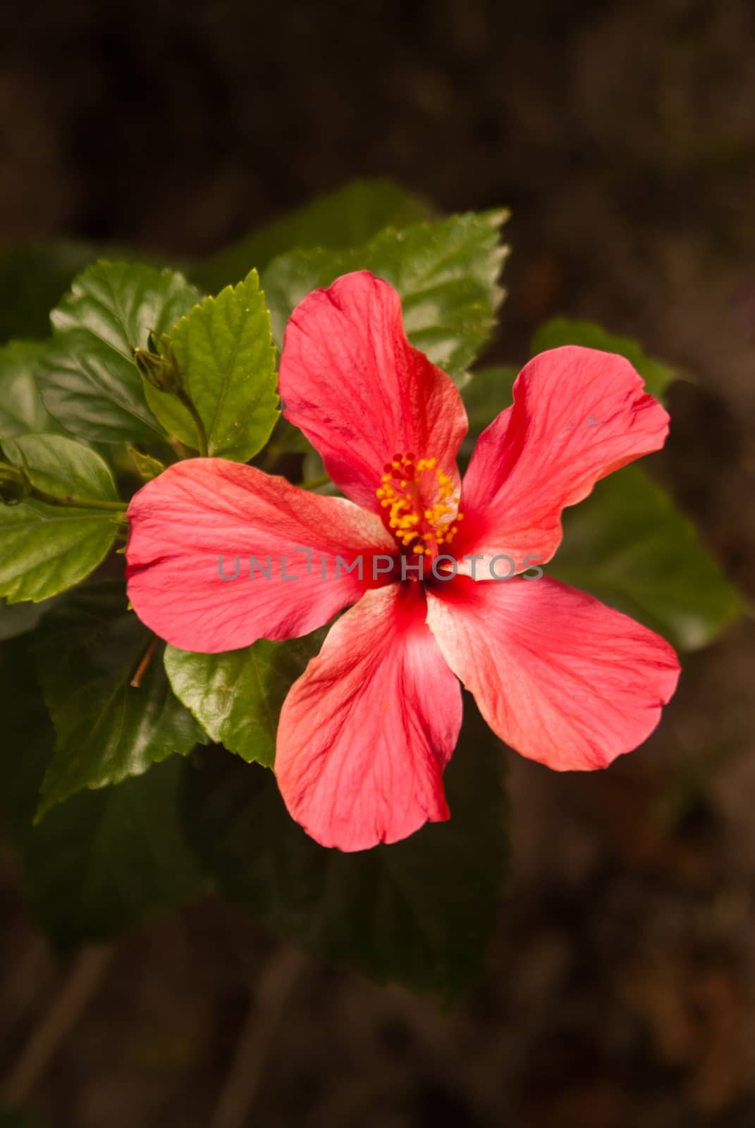 Sunlight on single red flower