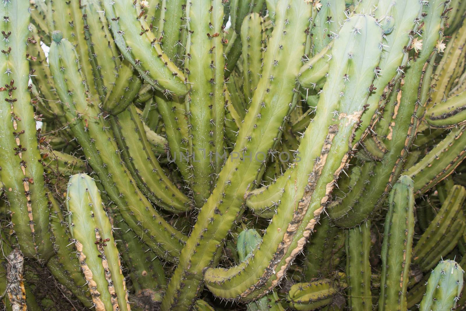 Organ-pipe Cactus of Sonora Desert Mexico
