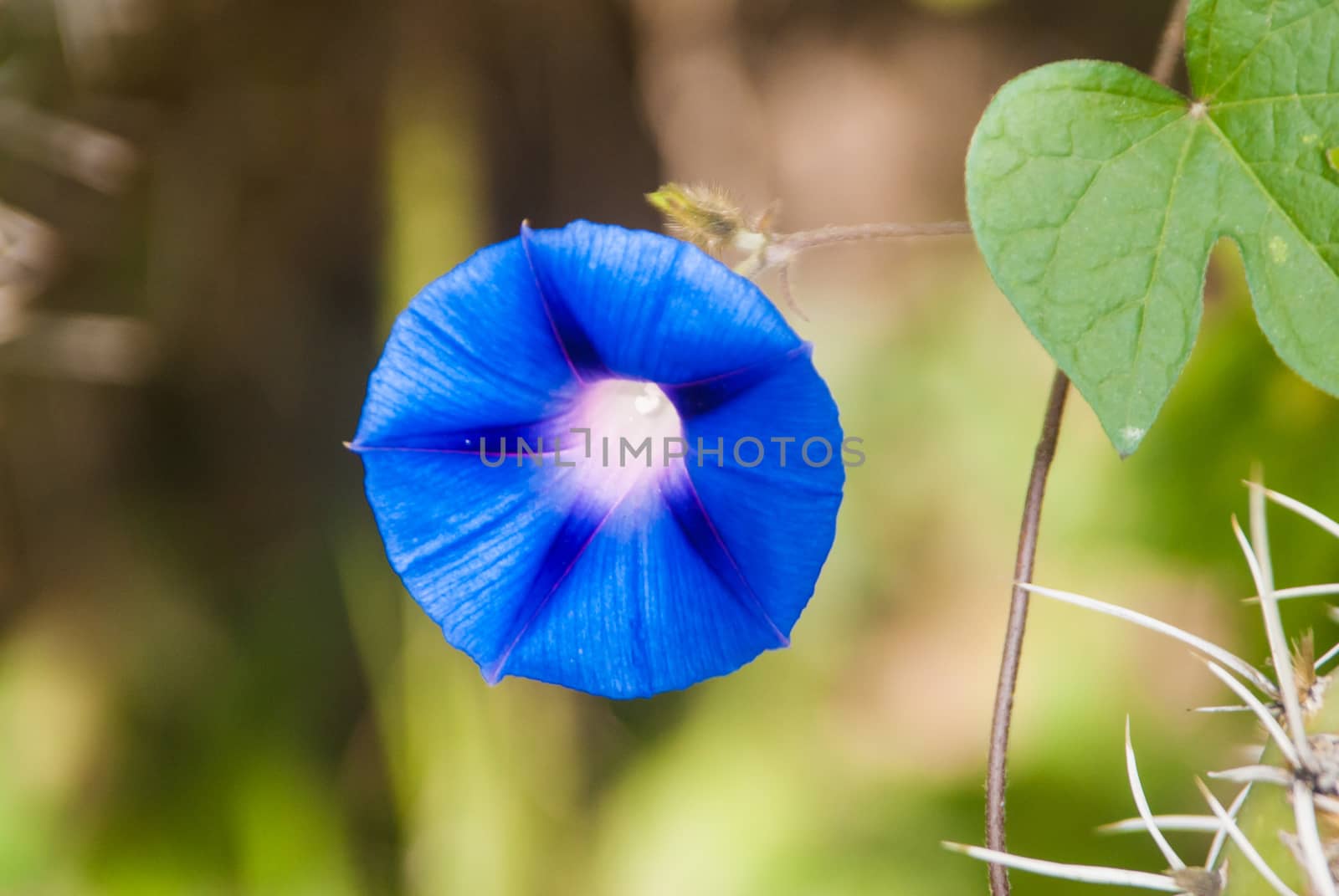 Single Blue Flower by emattil