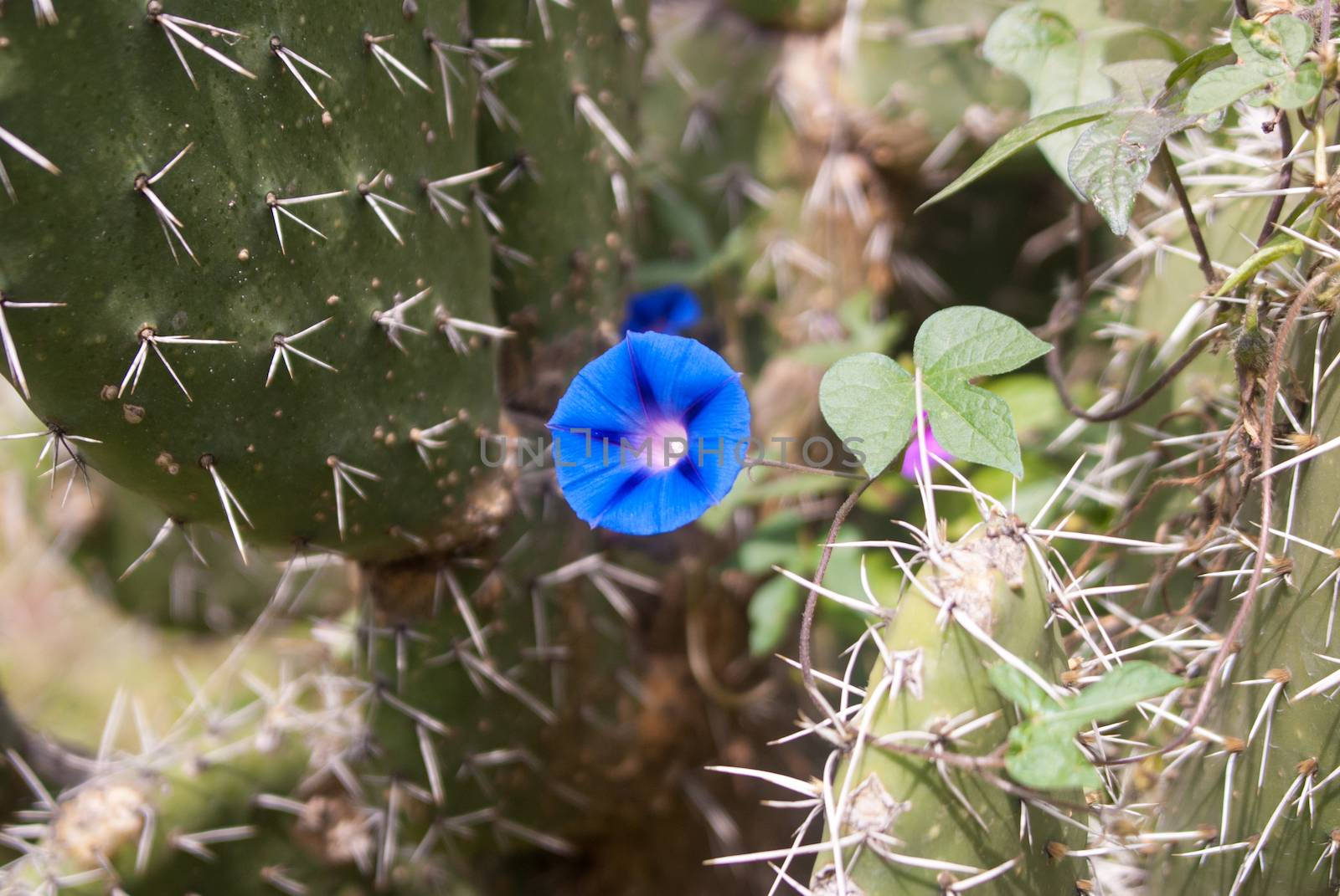 Blue flower survives in among thorny cactus