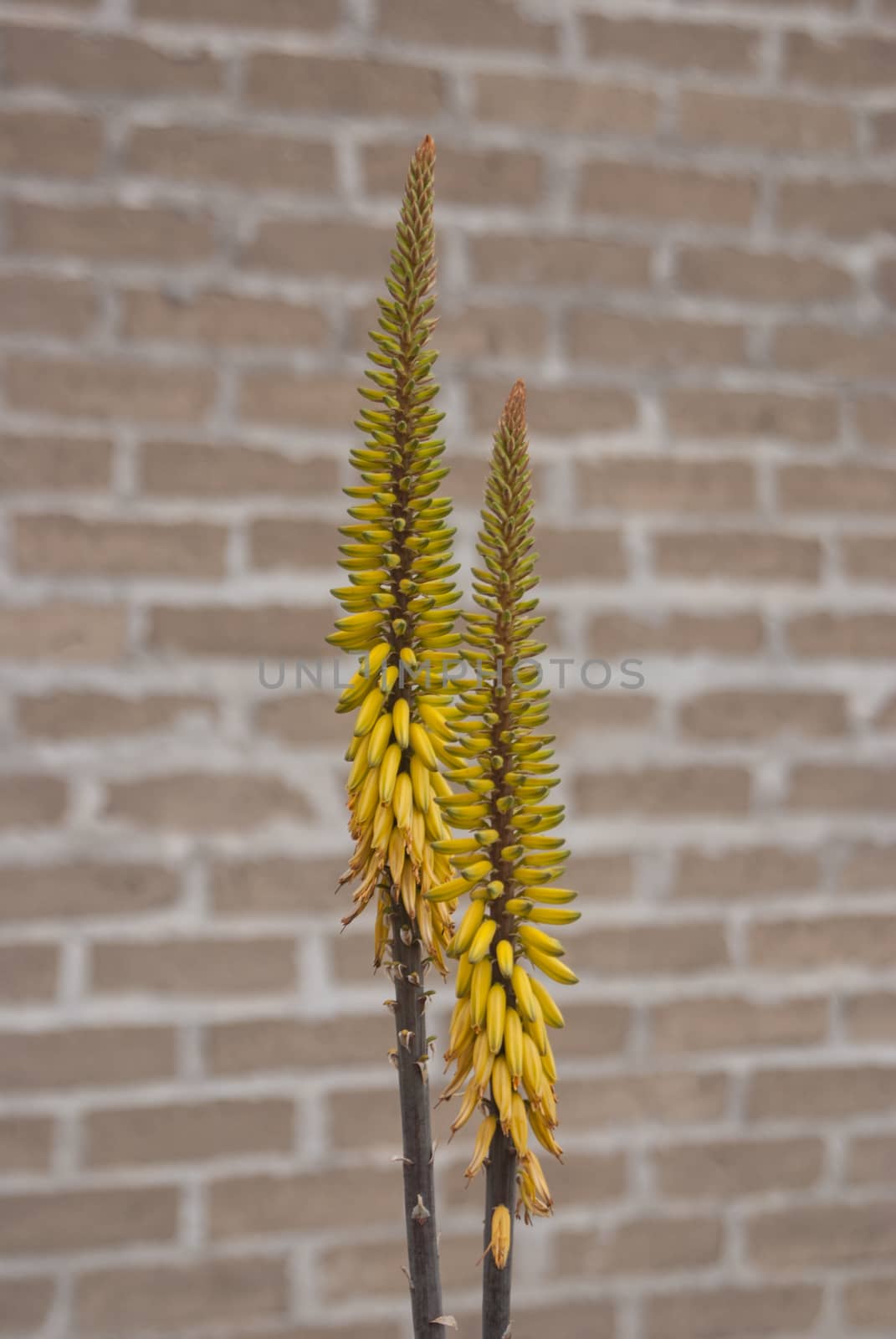 Tall yellow banana-like flowers on a brick wall