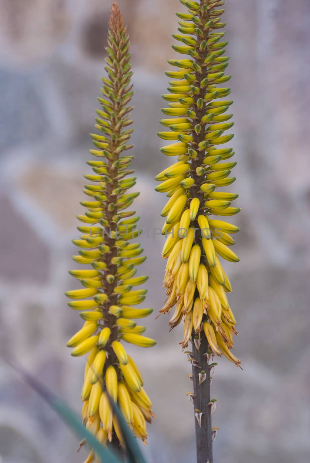 Tall yellow flowers grow near stone wall