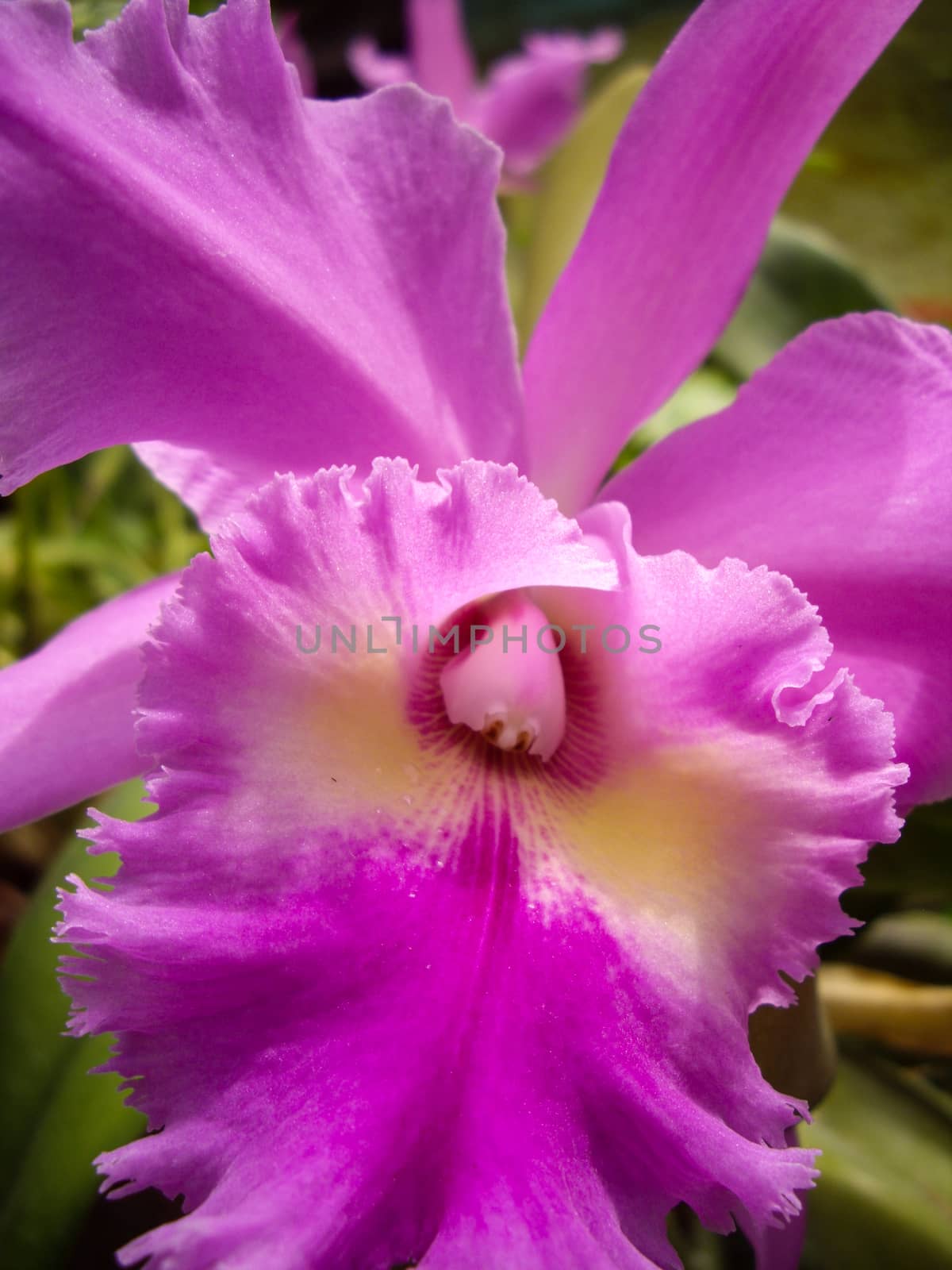 Pink flower blossoms in Springtime