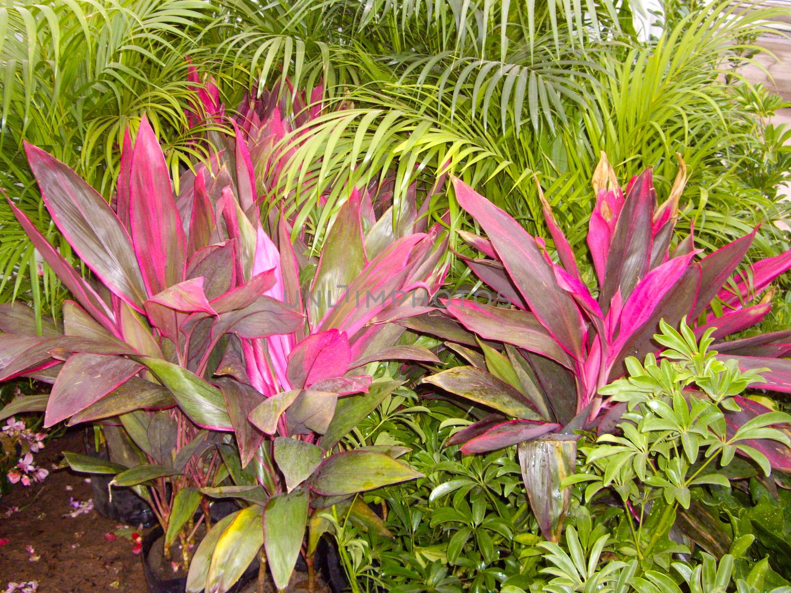Leaves of red and green on lush plants