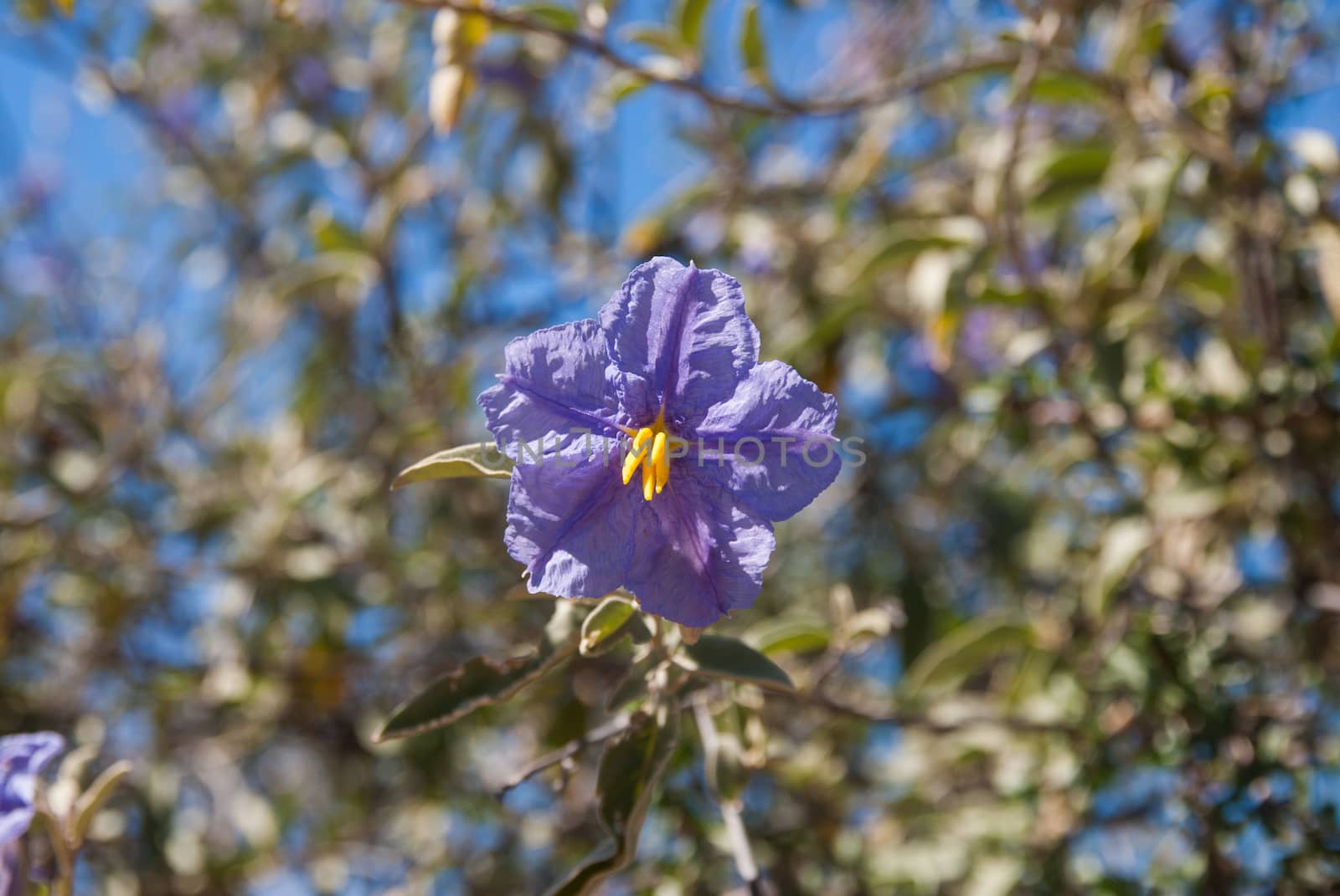 Single Purple flower in the sunlight