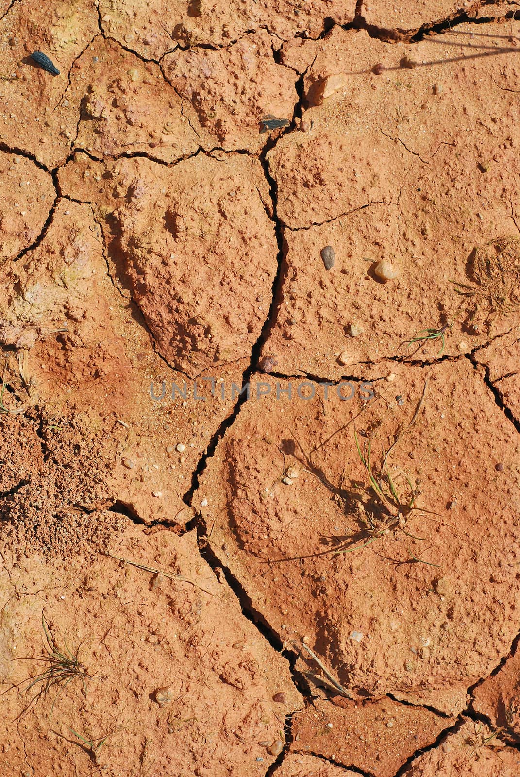 dry soil indicating a severe drought without rain, remnants of dried grass