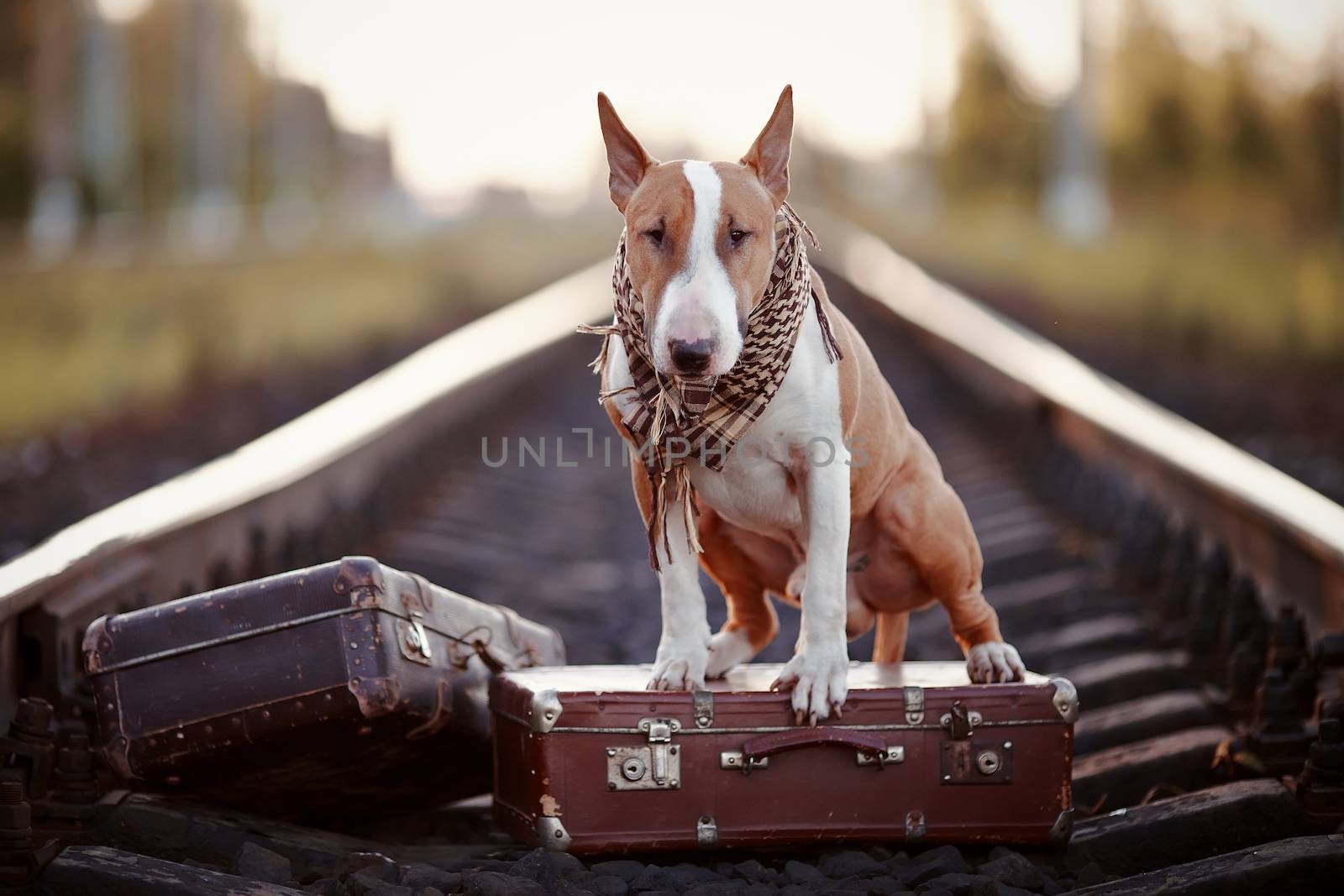 English bull terrier on rails with suitcases. by Azaliya